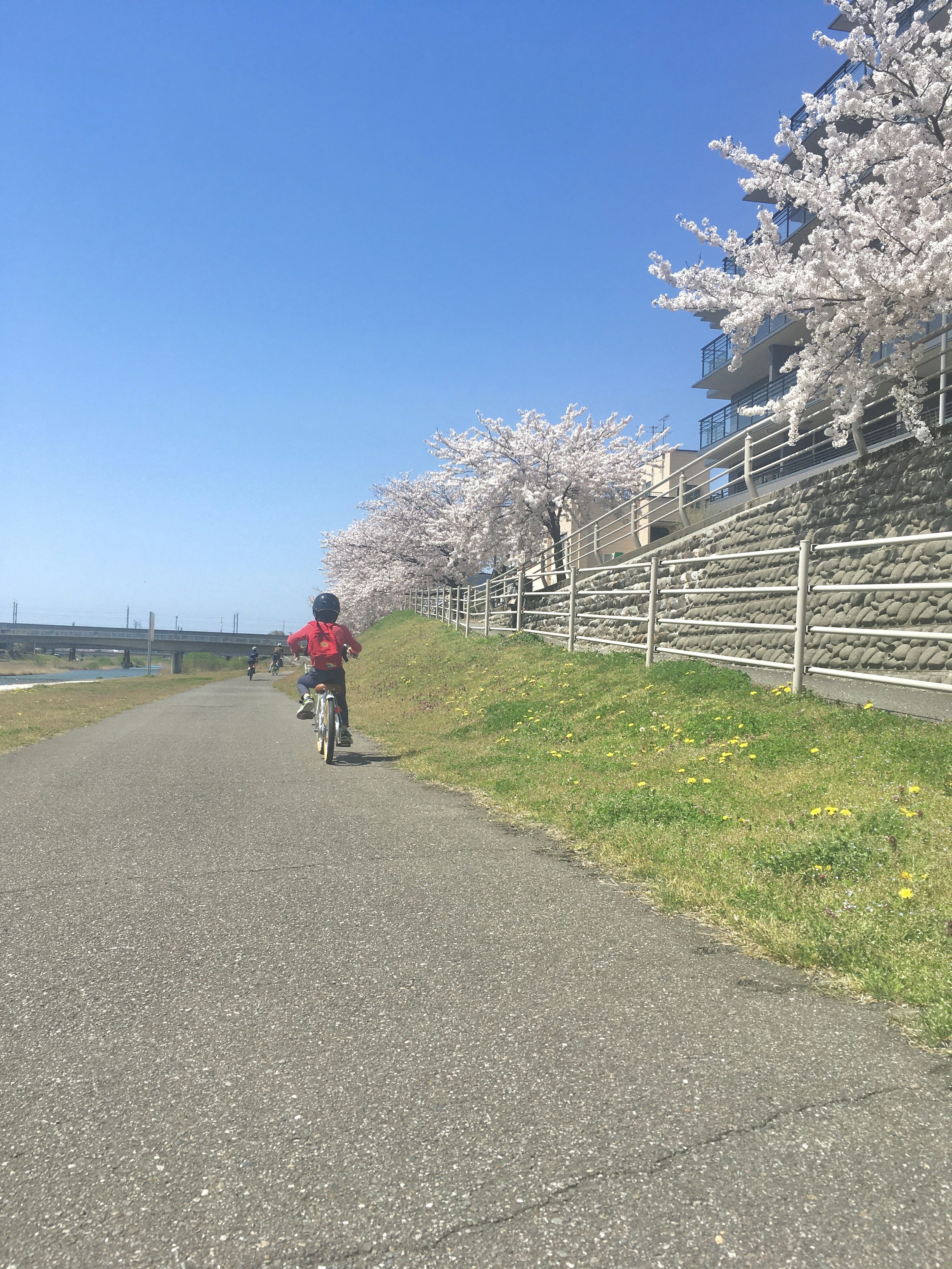 Seorang anak mengendarai sepeda di bawah langit biru dengan pohon sakura