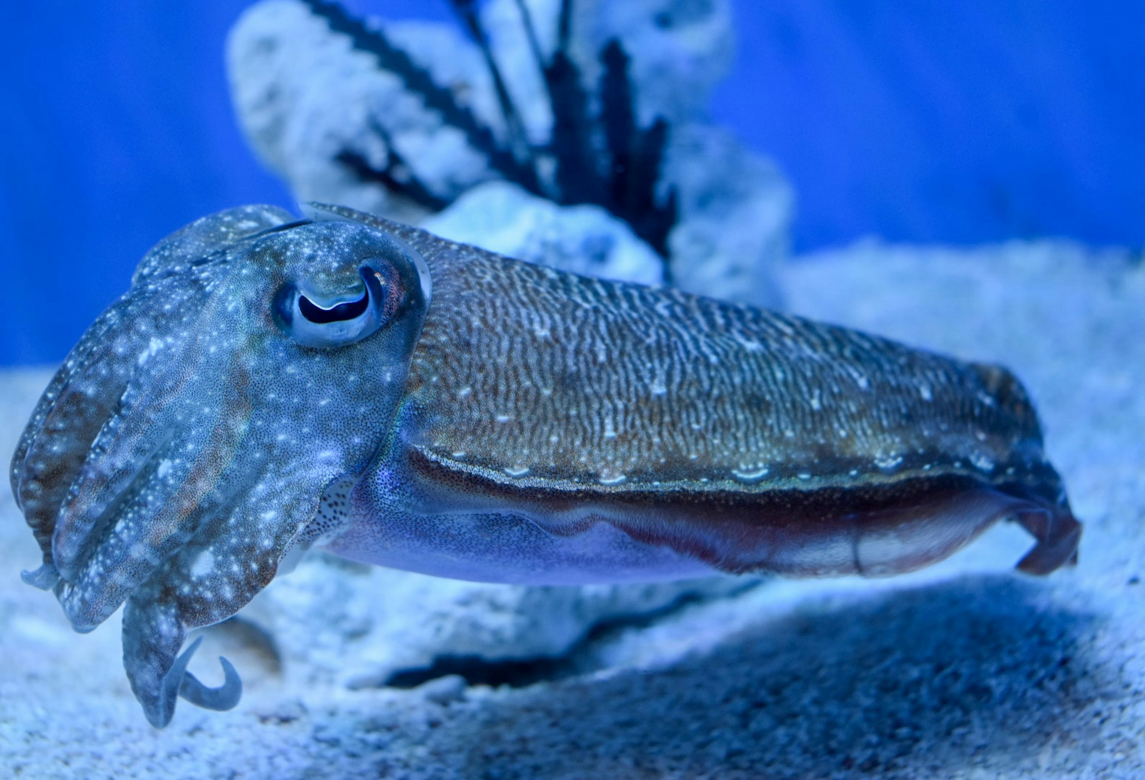 Close-up cuttlefish di latar belakang bawah laut biru