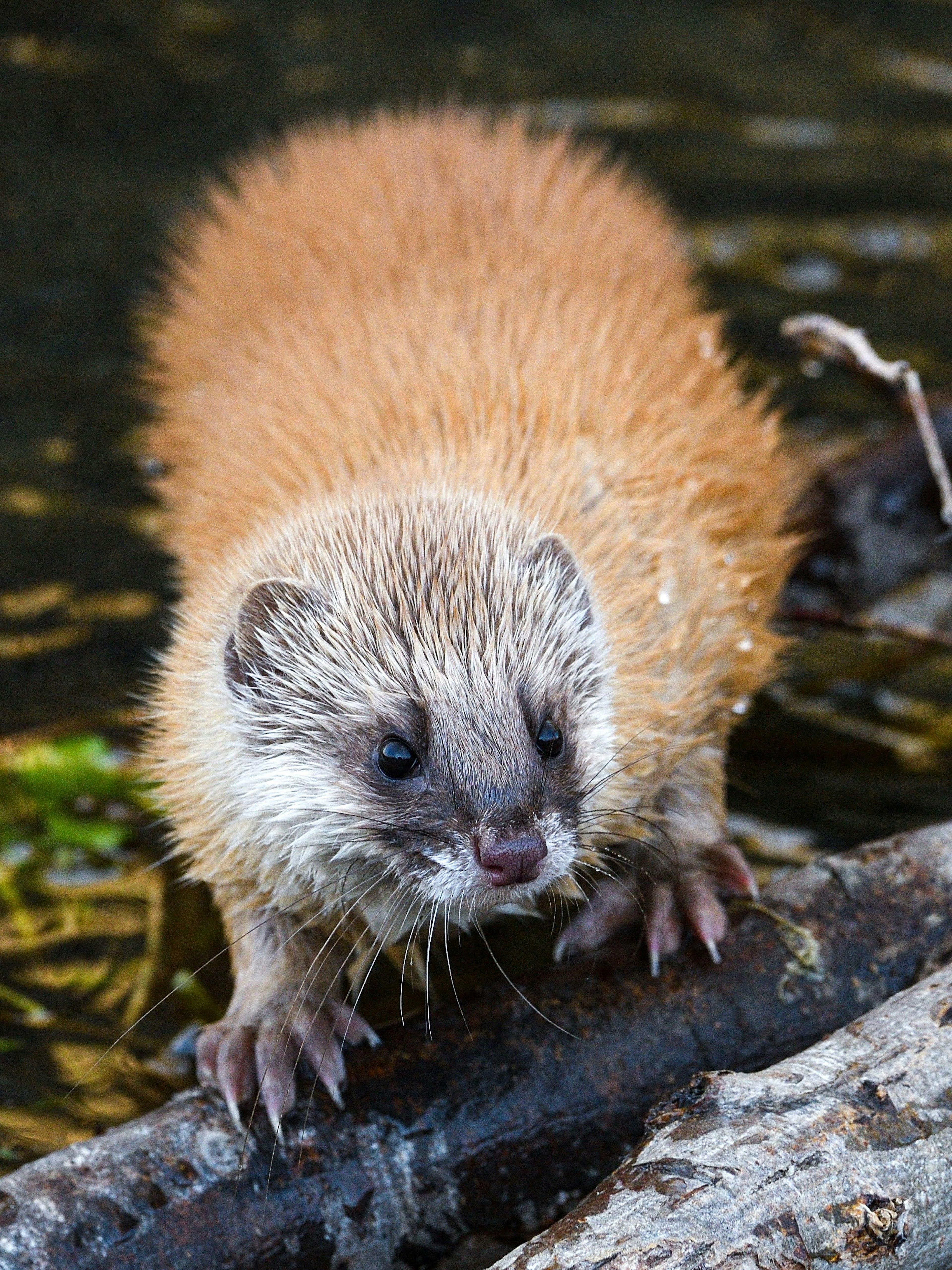 Close-up of a cute mongoose near the water