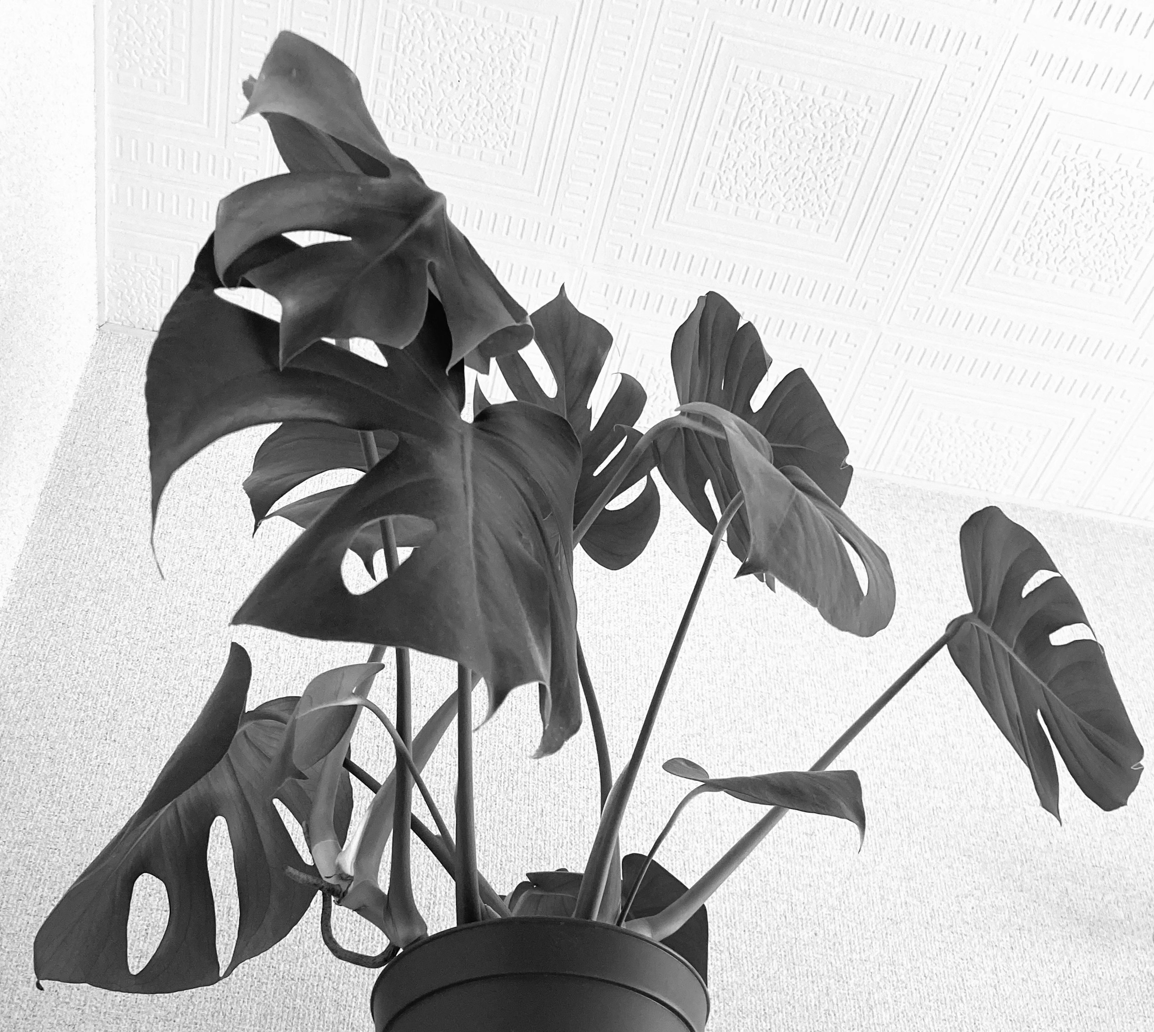 Black and white image of a Monstera plant with distinctive leaves