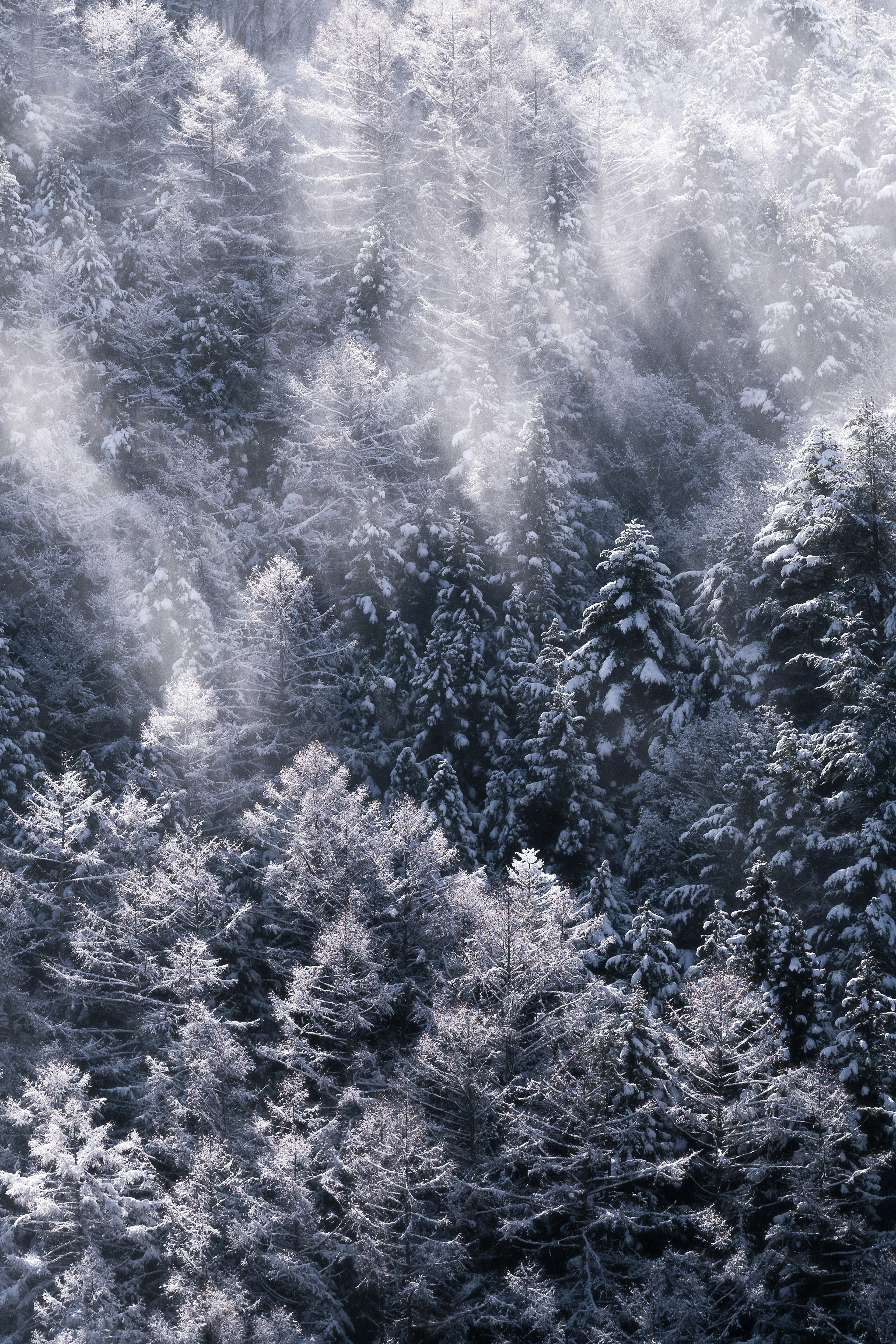 Snow-covered forest landscape with light shining through the trees