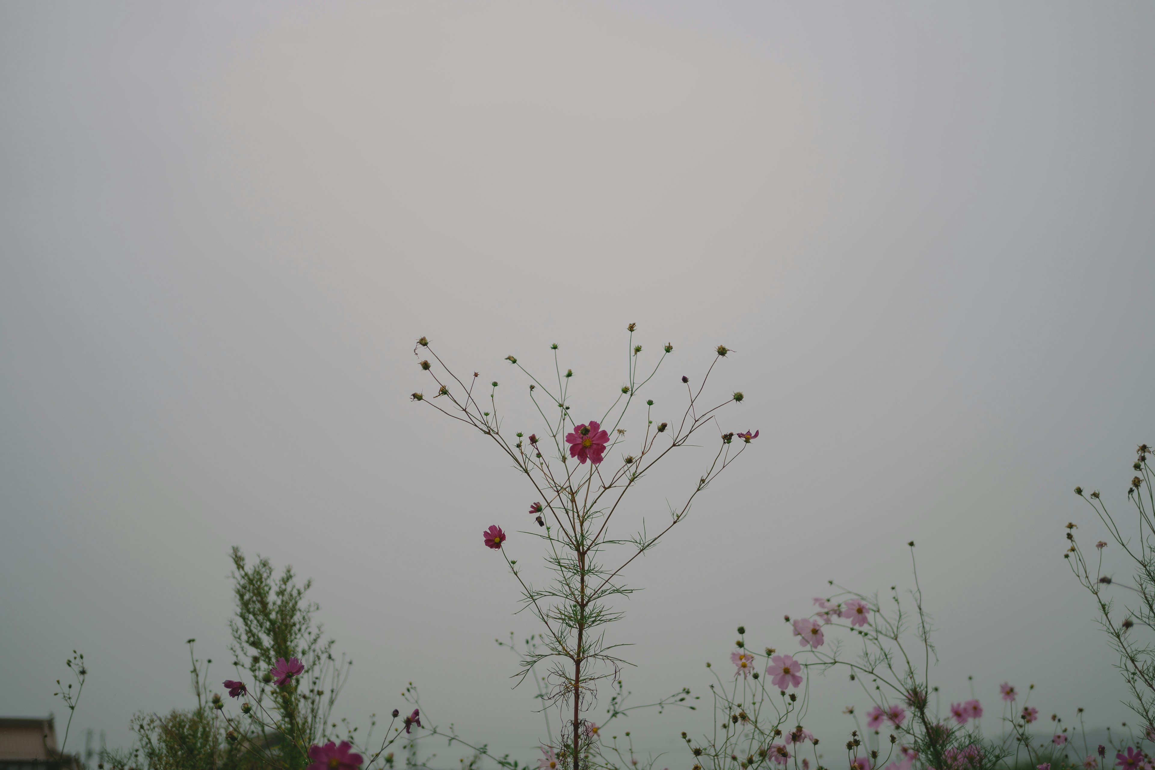 Silhouette einer Pflanze mit rosa Blumen vor einem bewölkten Himmel