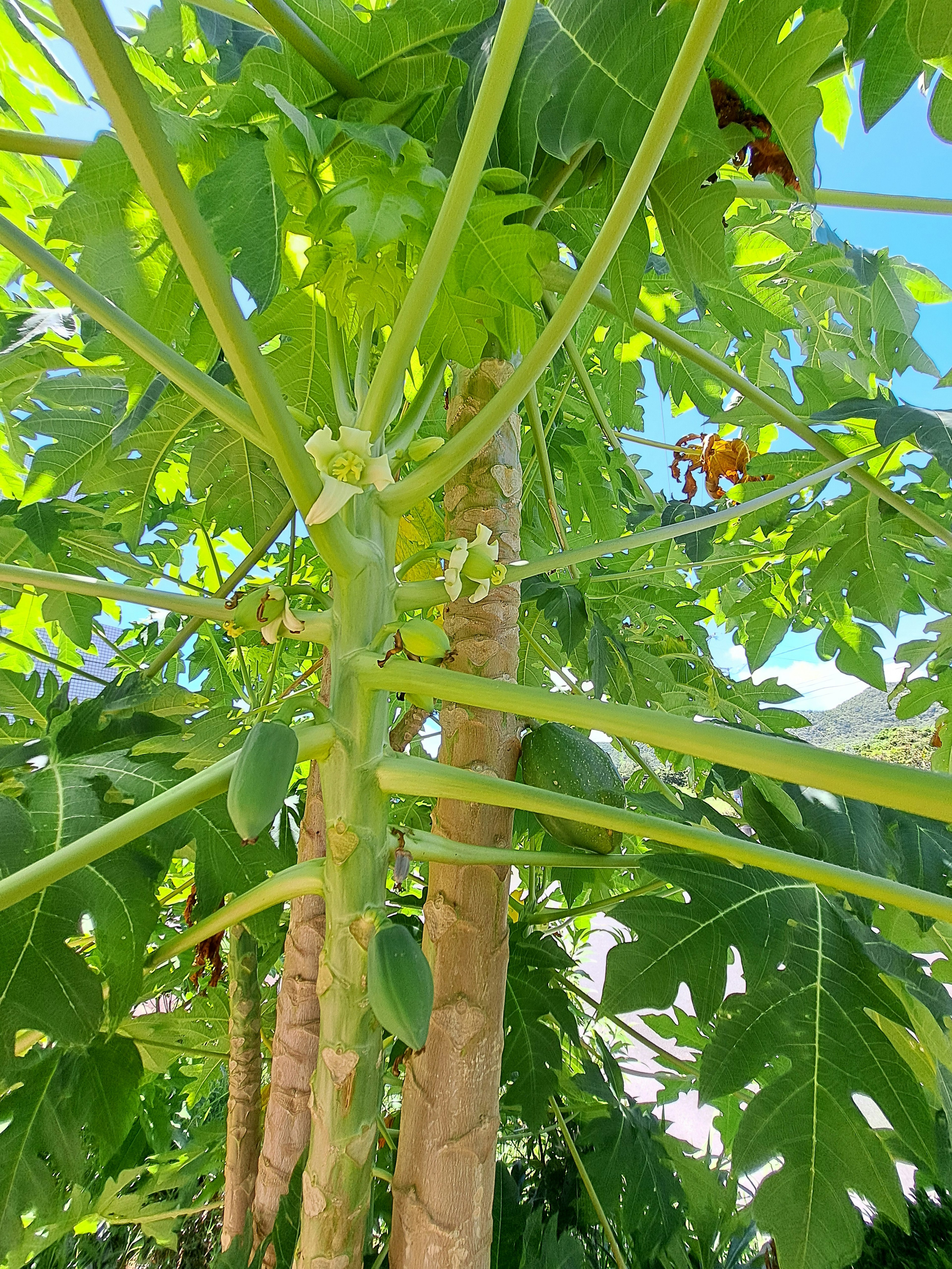 Close-up of a papaya tree with green leaves and developing fruit