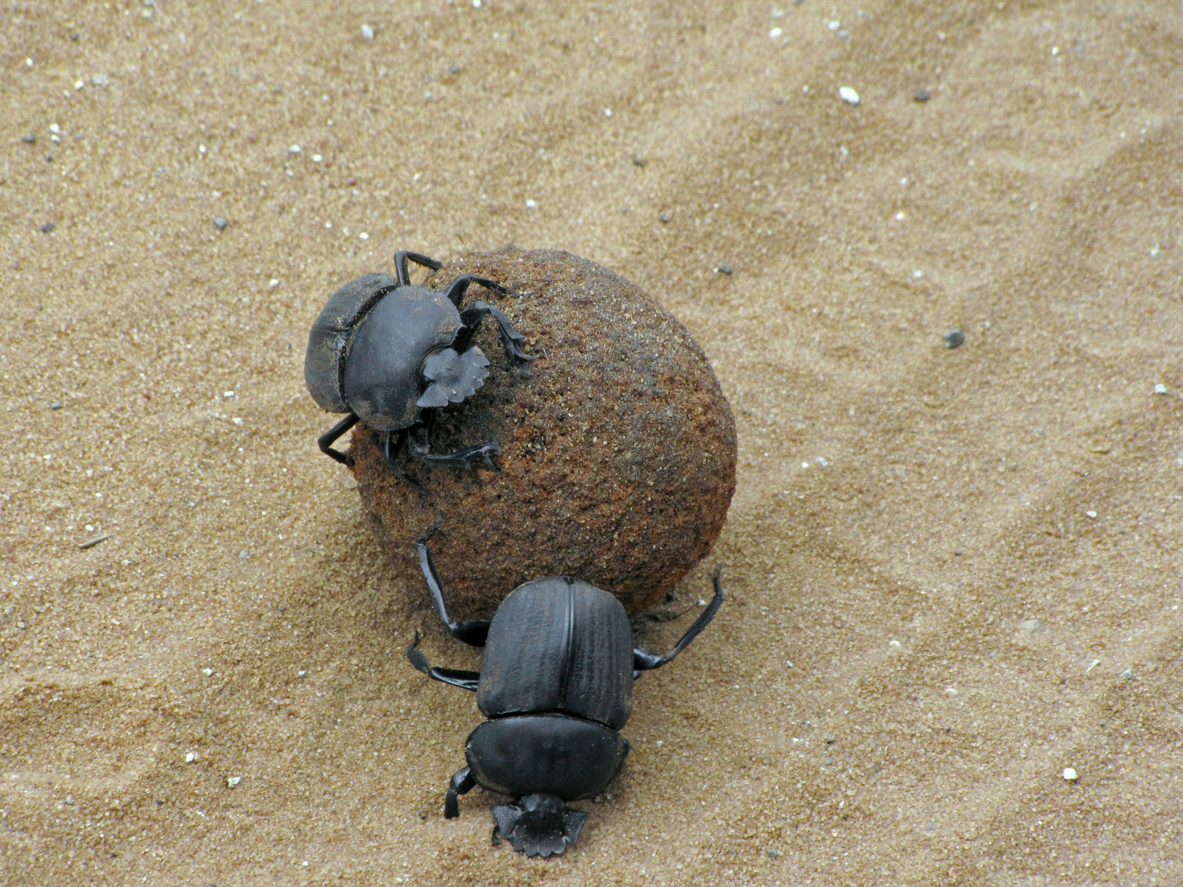 Deux scarabées noirs roulant une boule sur le sable