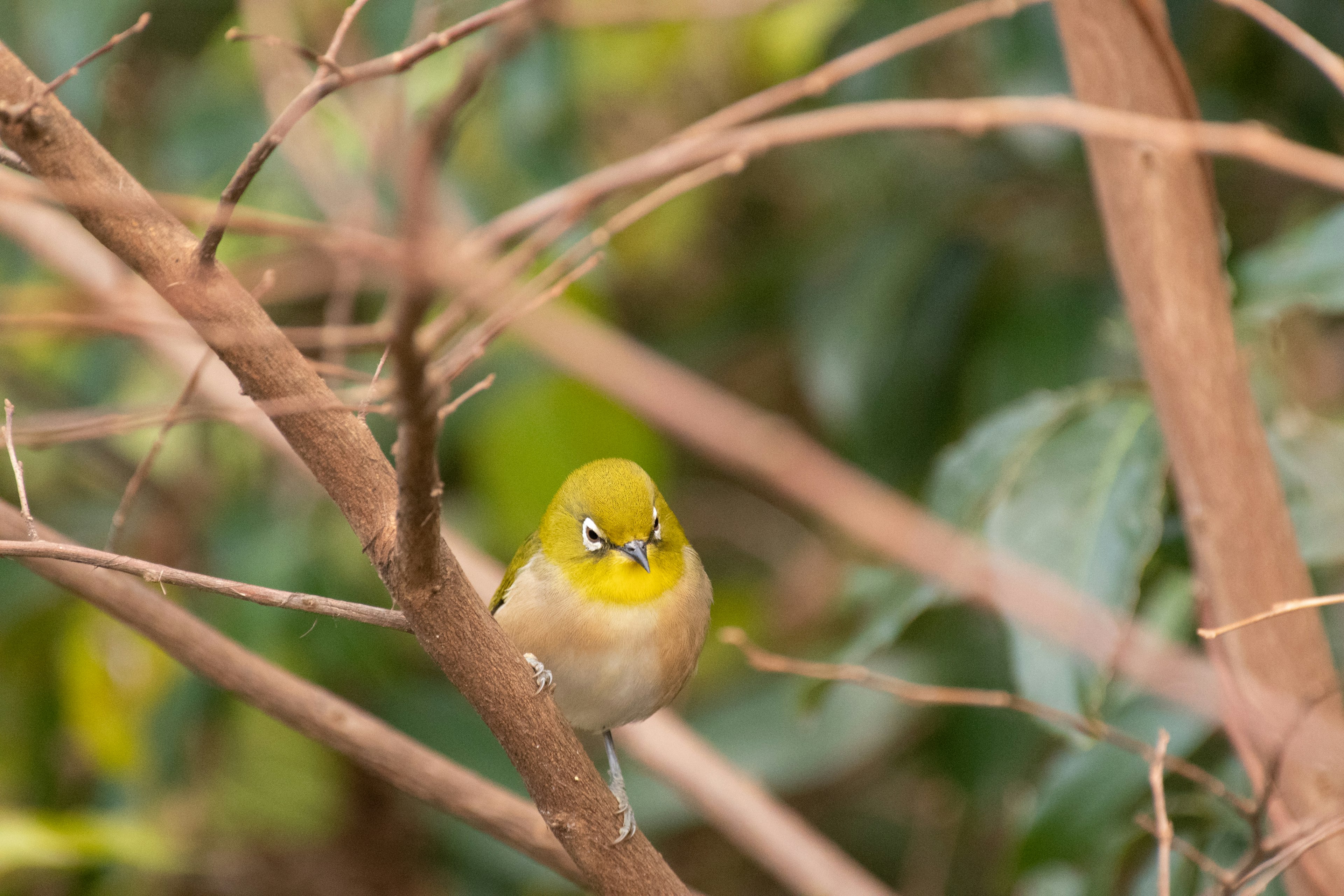 Ein kleiner grüner Vogel sitzt auf einem Ast