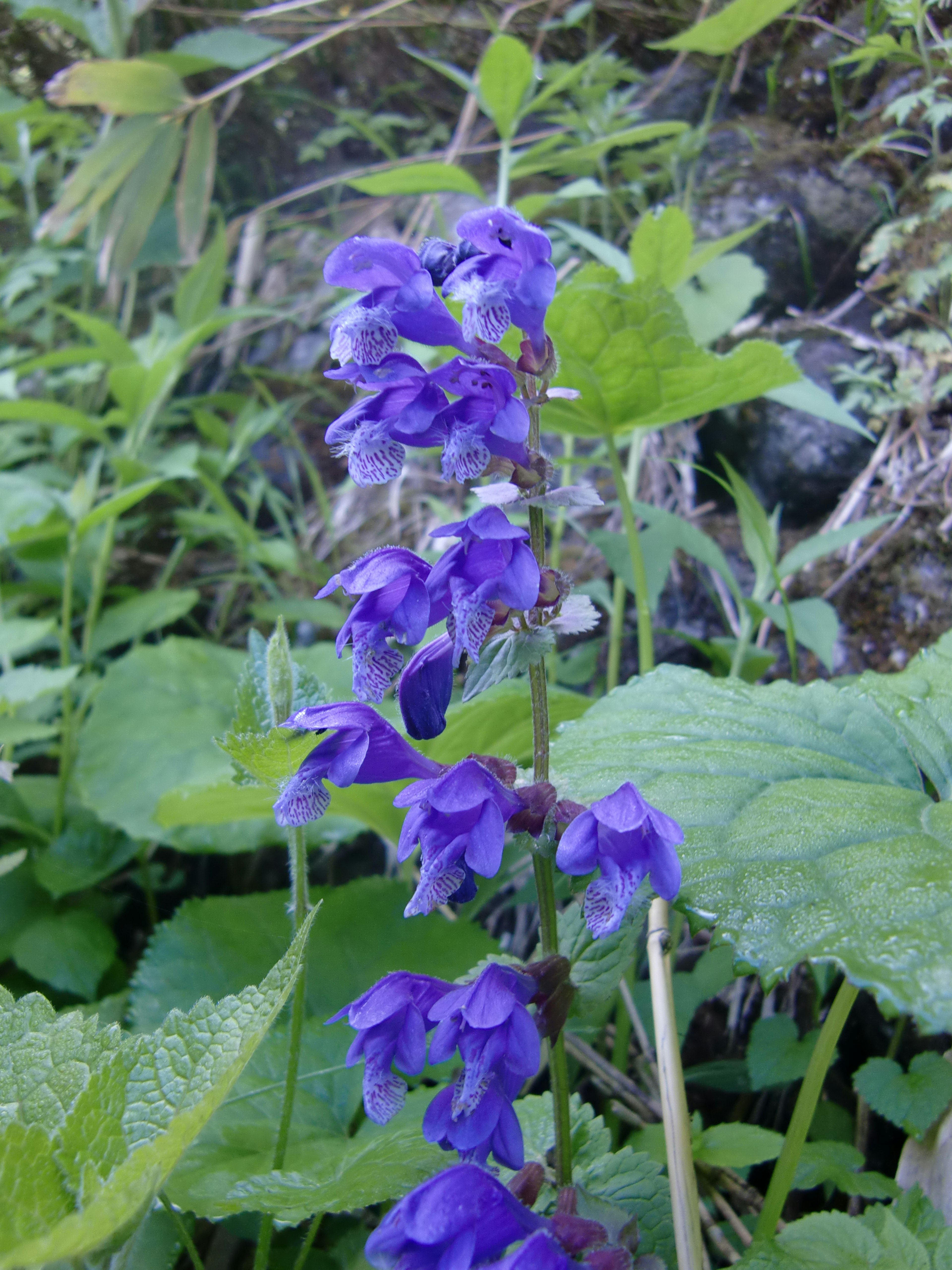 Gros plan sur une fleur violette avec des feuilles vertes autour