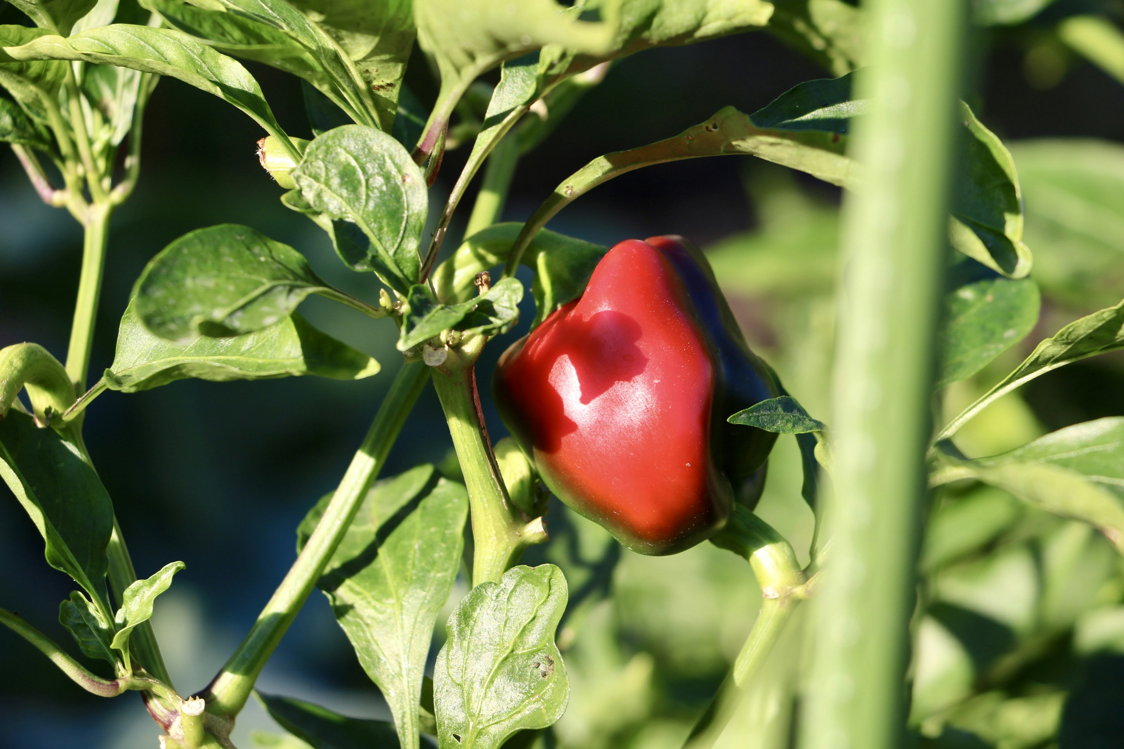 A red chili pepper growing among green leaves