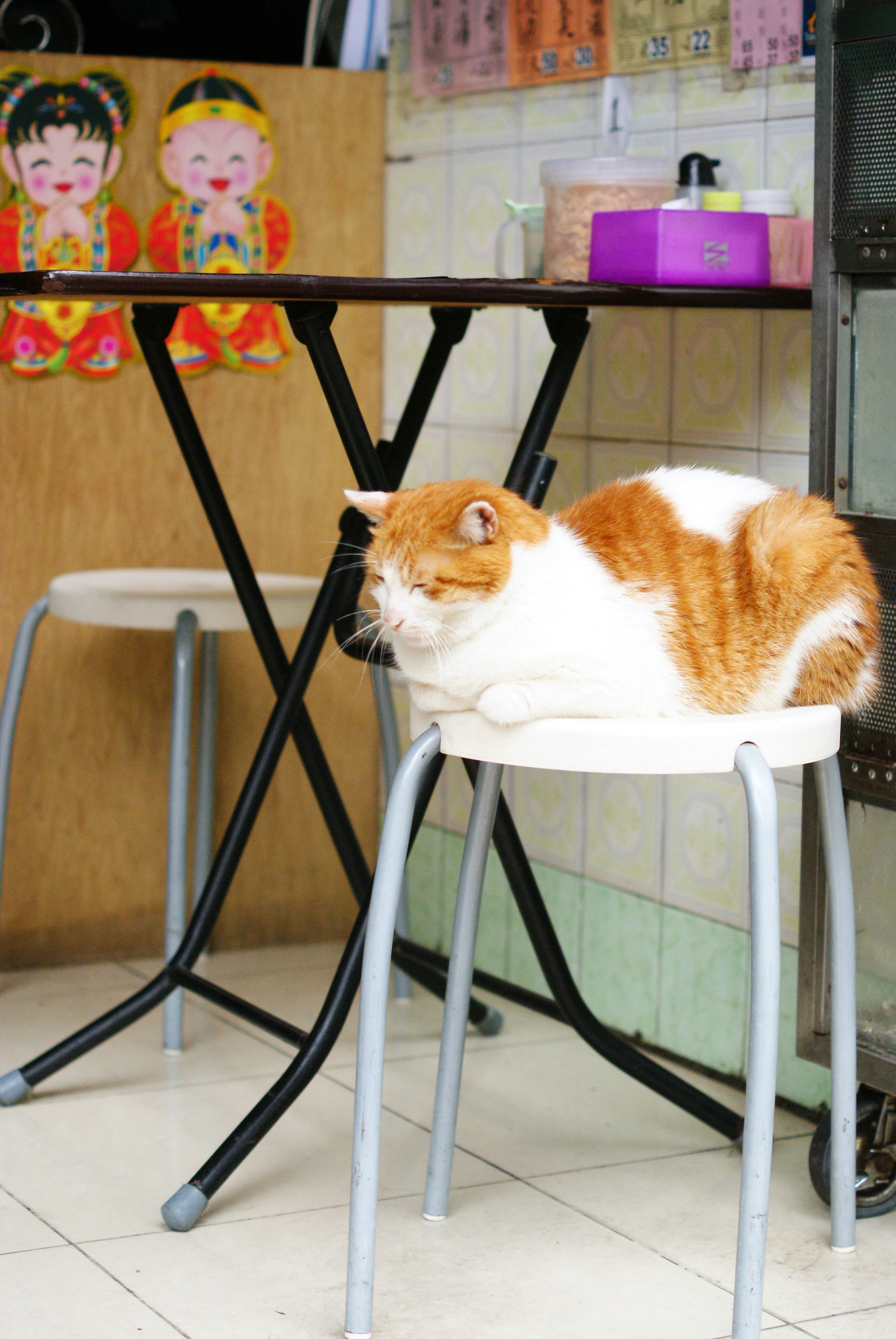 Un gatto arancione e bianco seduto su uno sgabello all'interno di un caffè