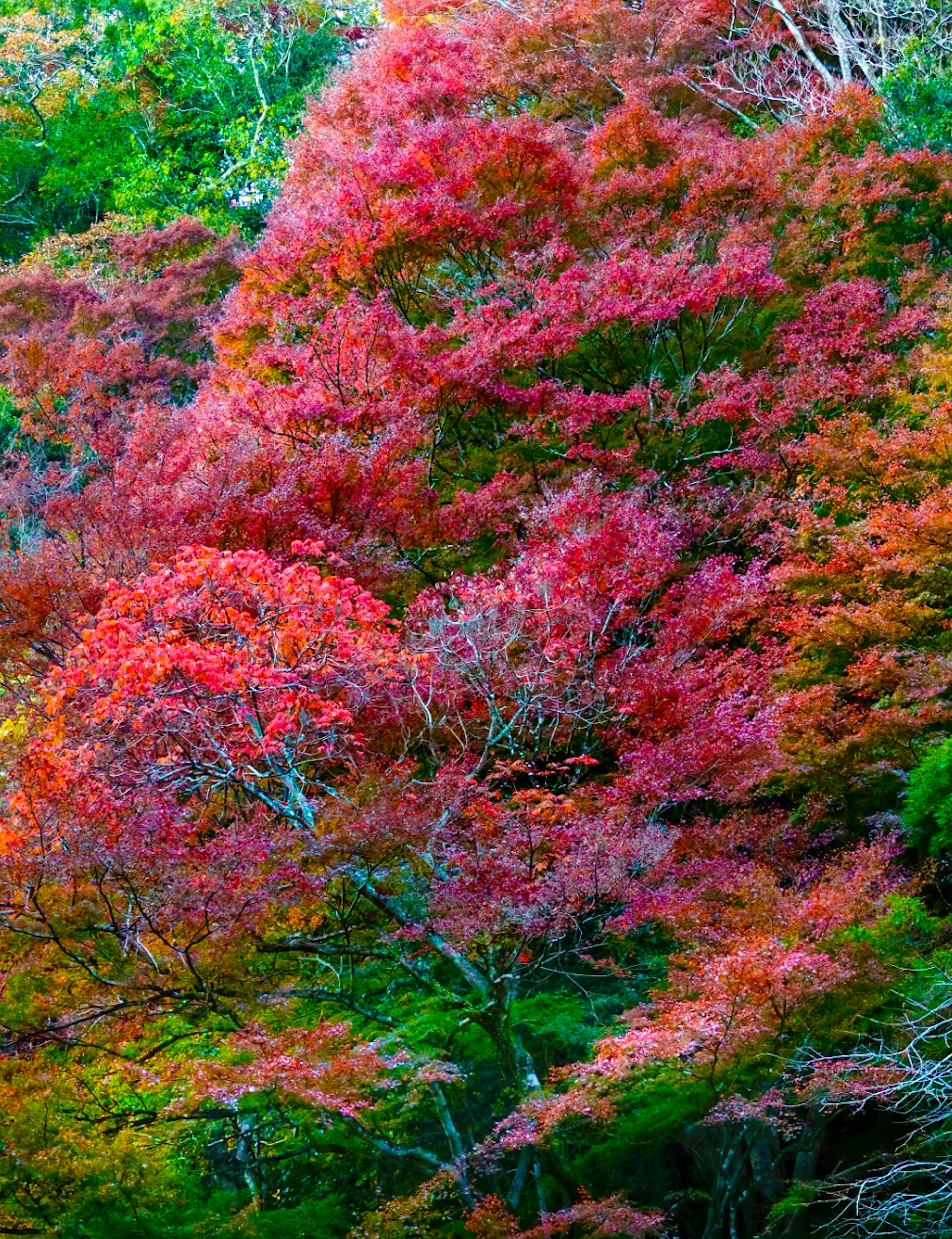 Vibrant red and orange autumn foliage in a lush landscape