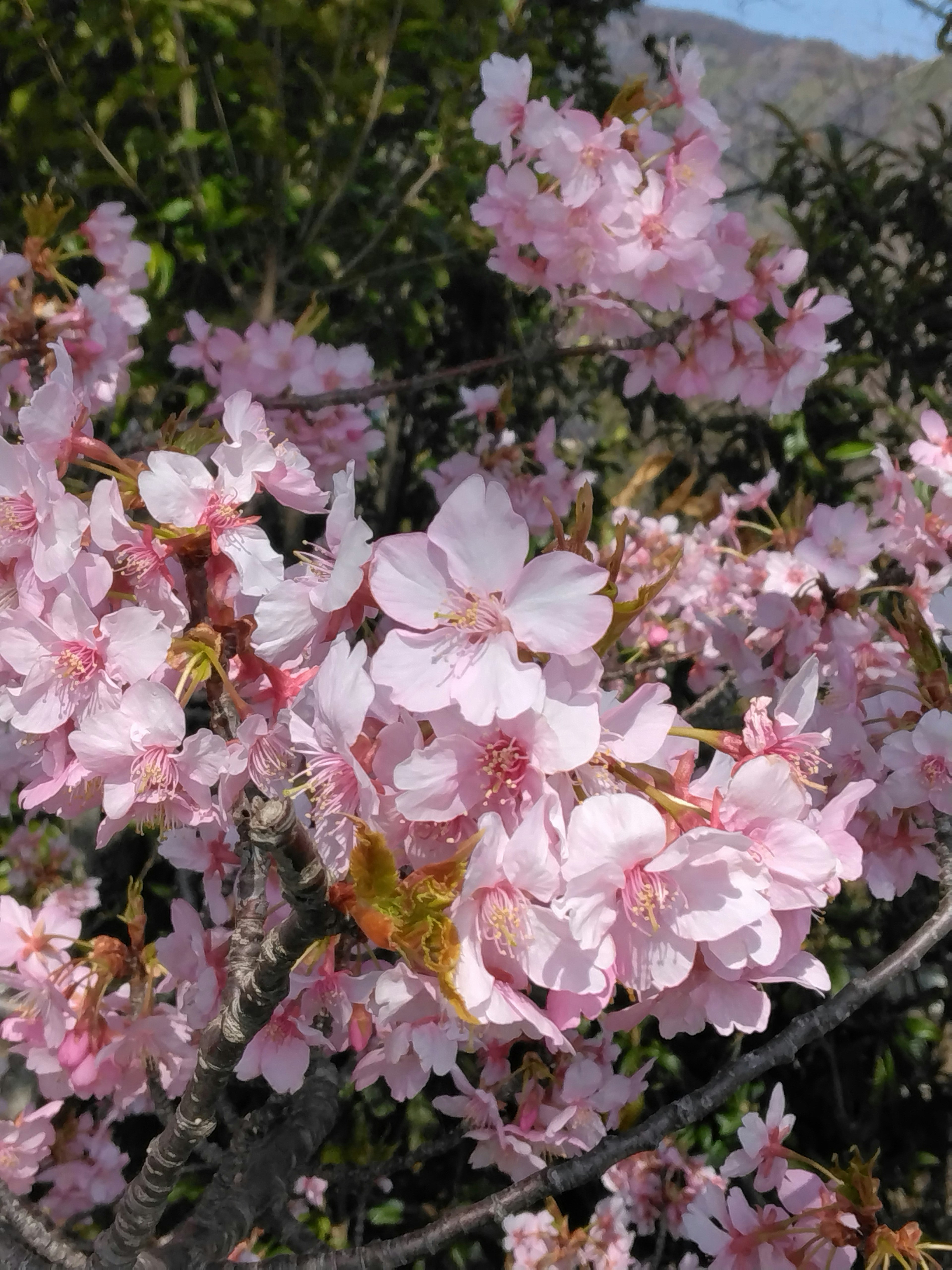 桜の花が咲いている枝のクローズアップ