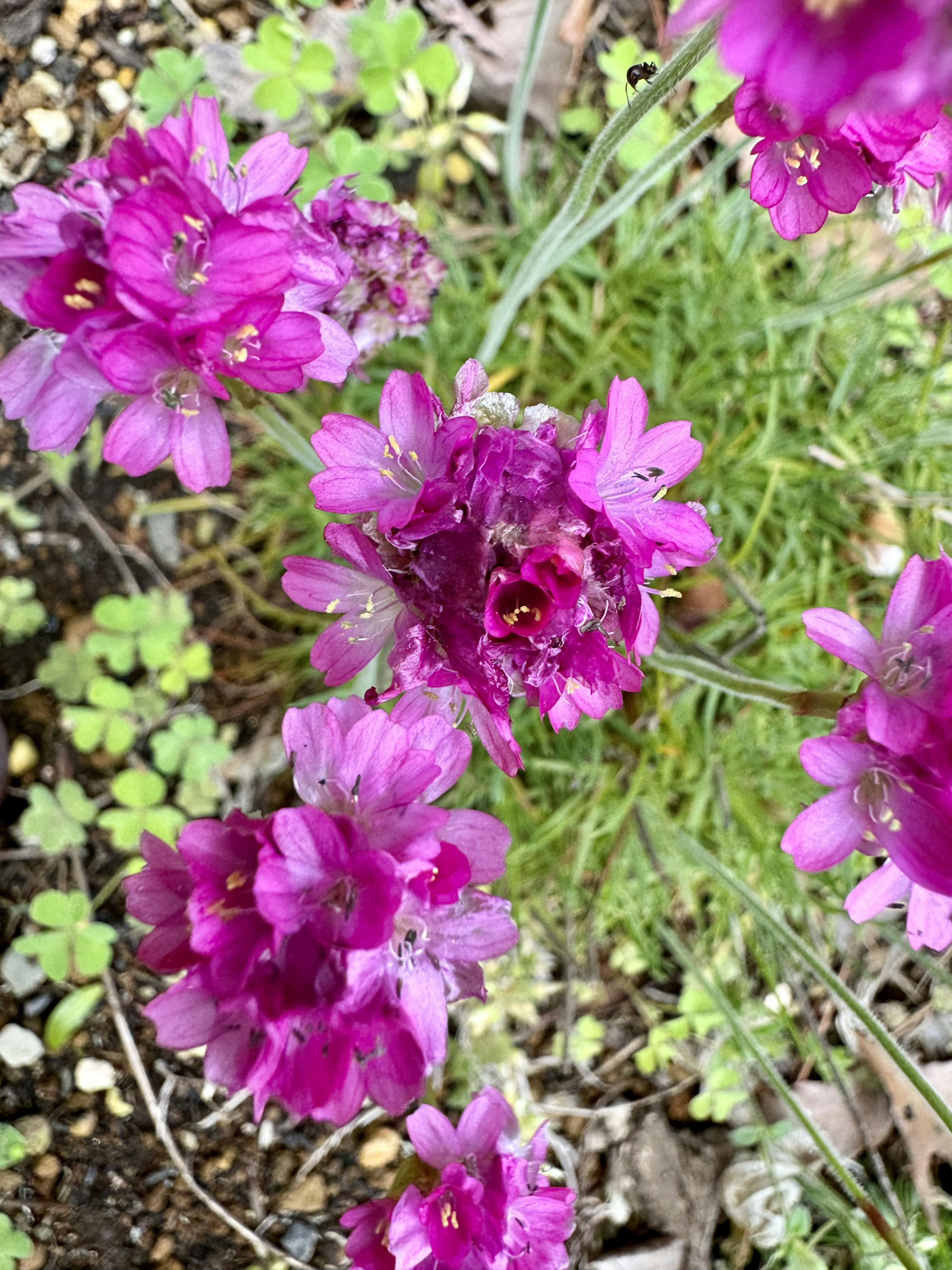 Aufsicht auf eine Pflanze mit lebhaften lila Blumen