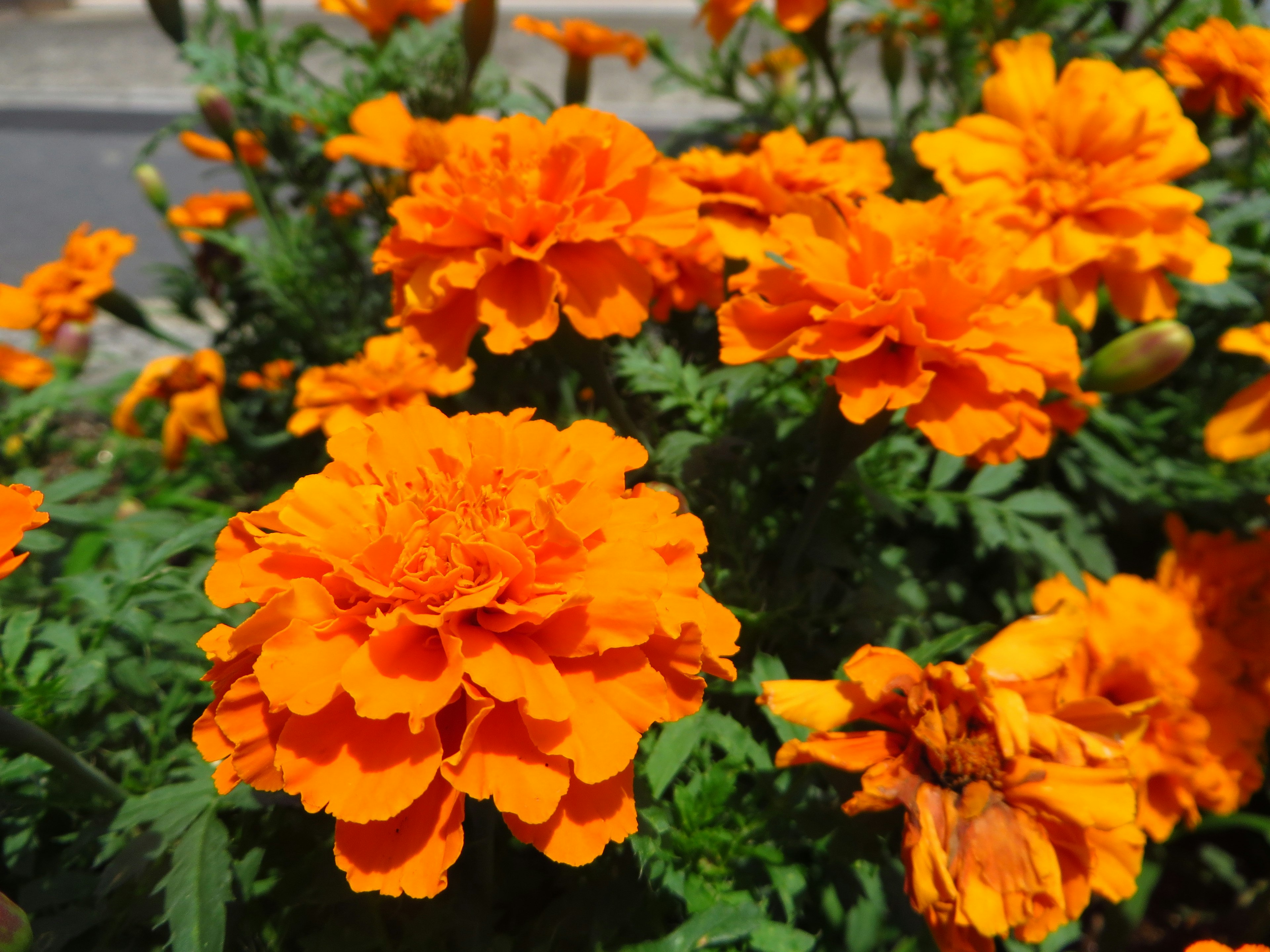 Bunga marigold oranye cerah sedang mekar