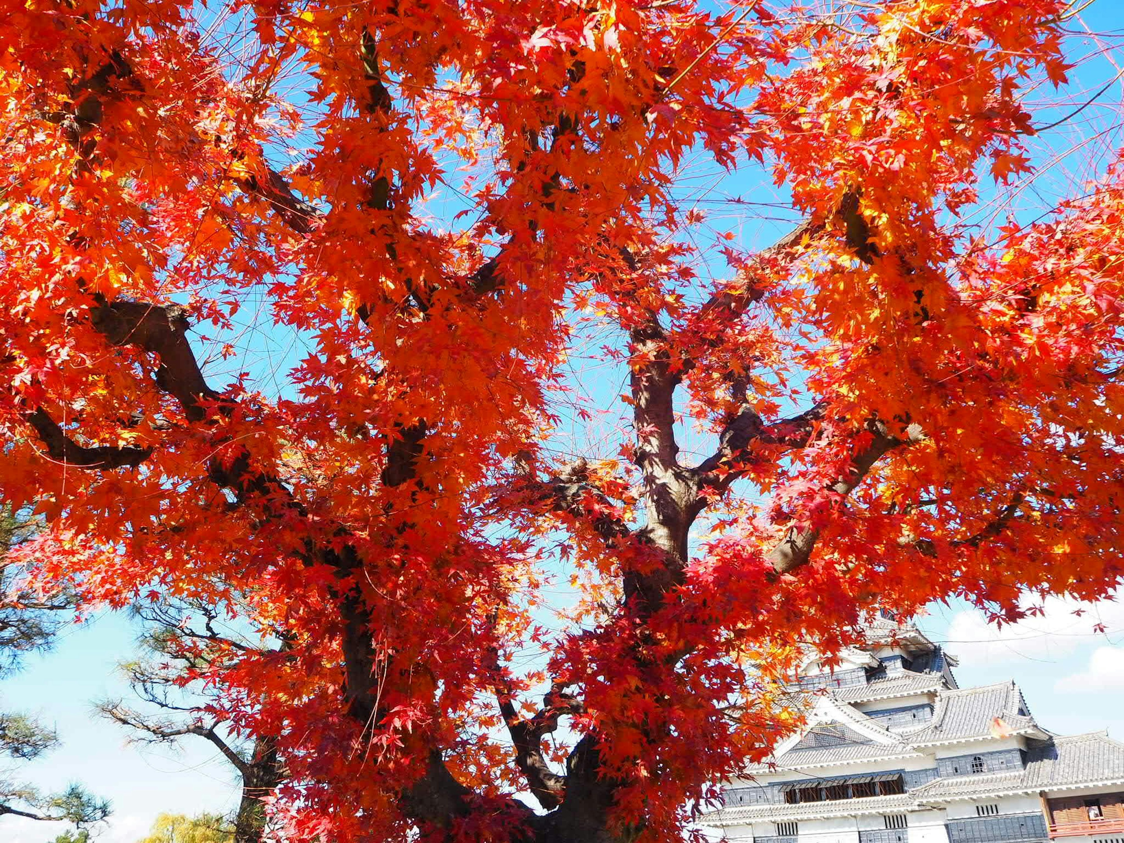 Grand arbre d'érable aux feuilles rouges vives et bâtiment traditionnel japonais en arrière-plan