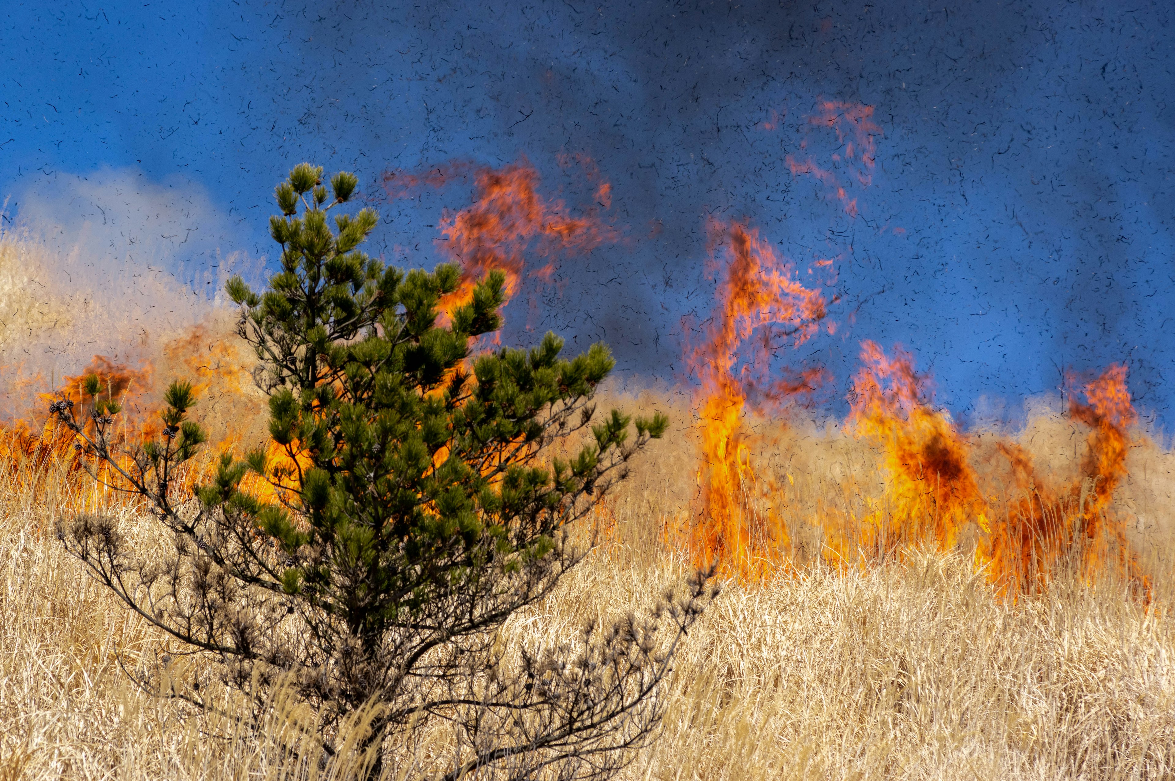 Contraste d'un arbre dans une prairie au milieu d'un incendie