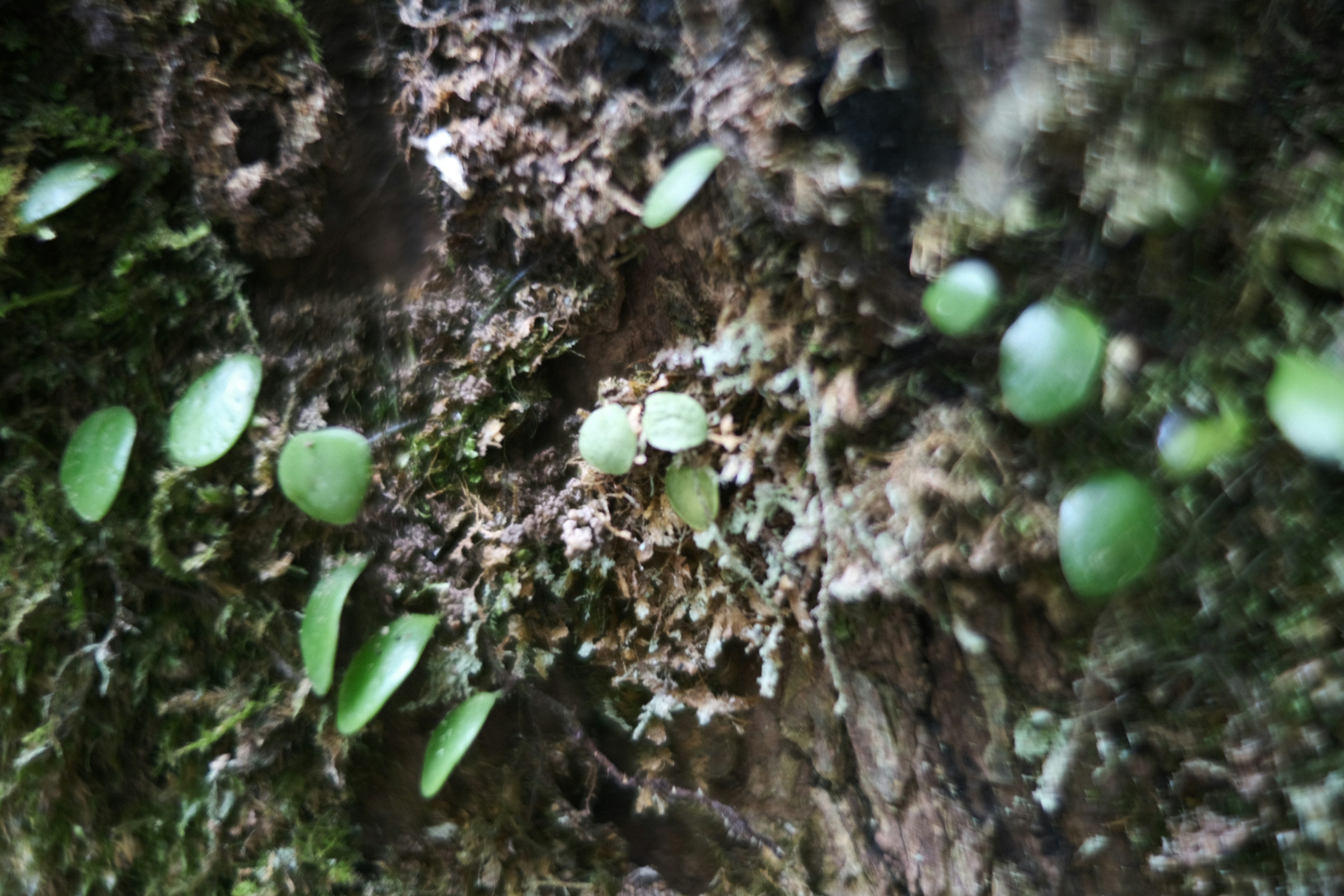 Close-up of small green leaves and moss on a tree trunk