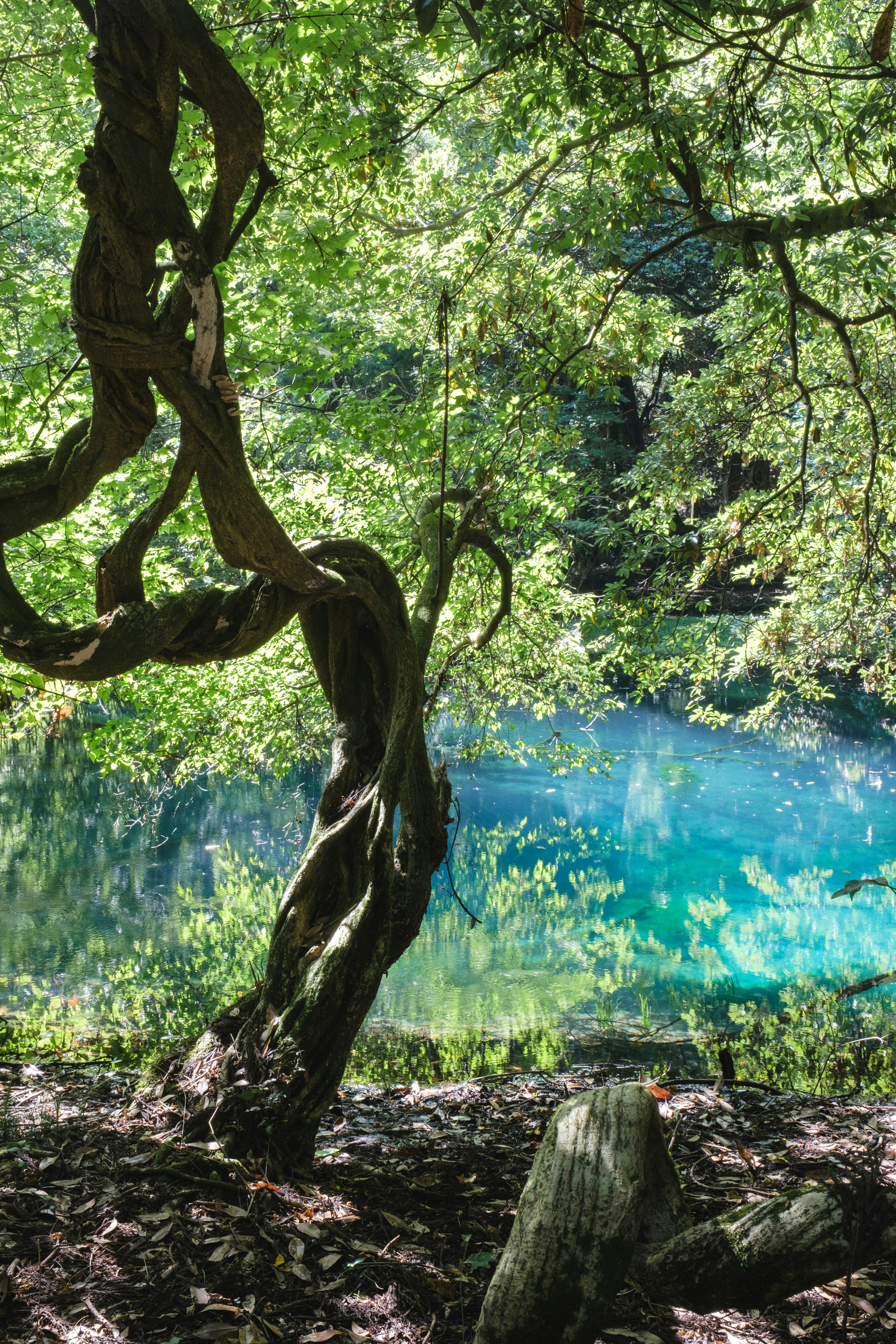 青い水面と緑の木々が調和する自然の景観