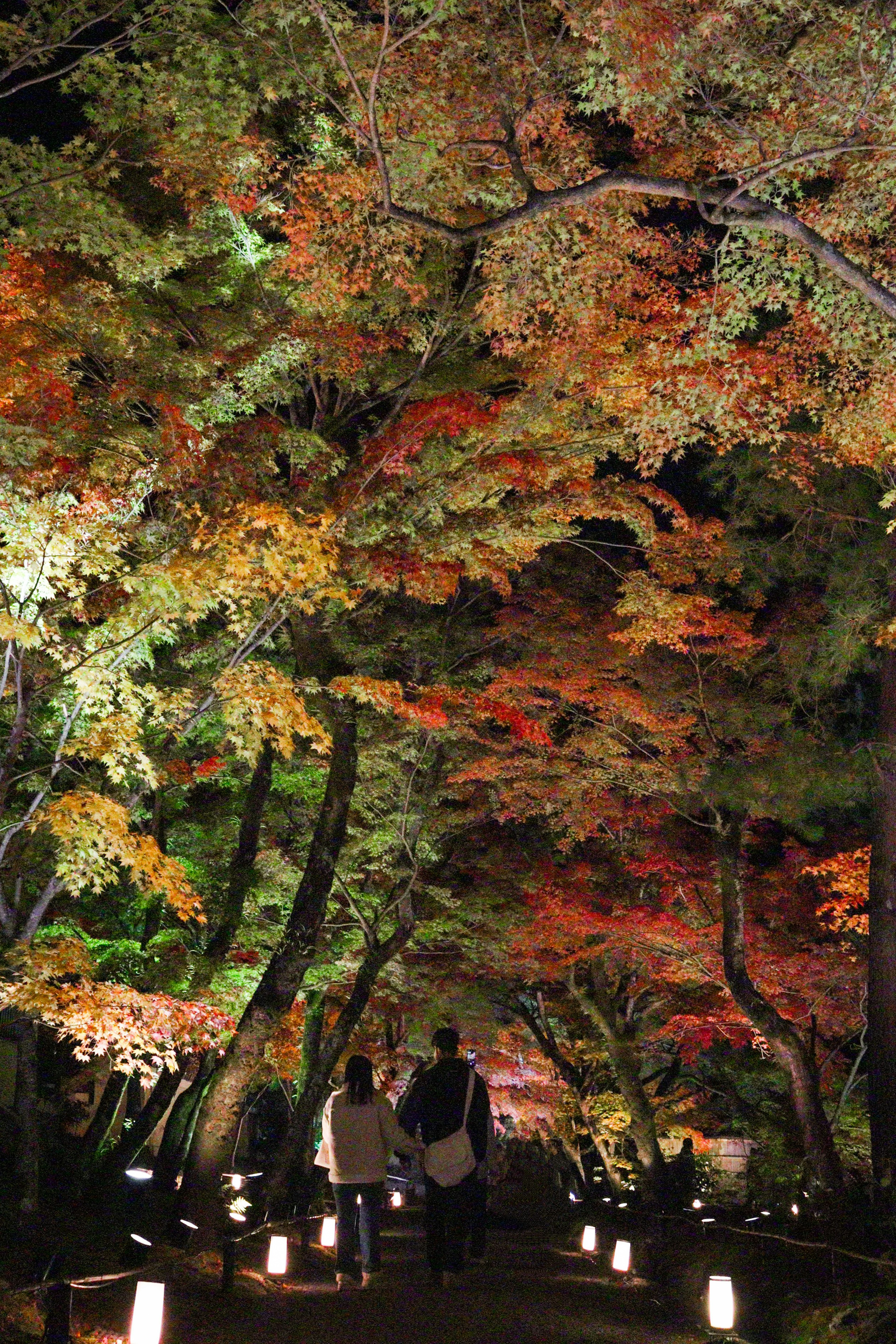 Couple walking along a path illuminated by autumn leaves at night