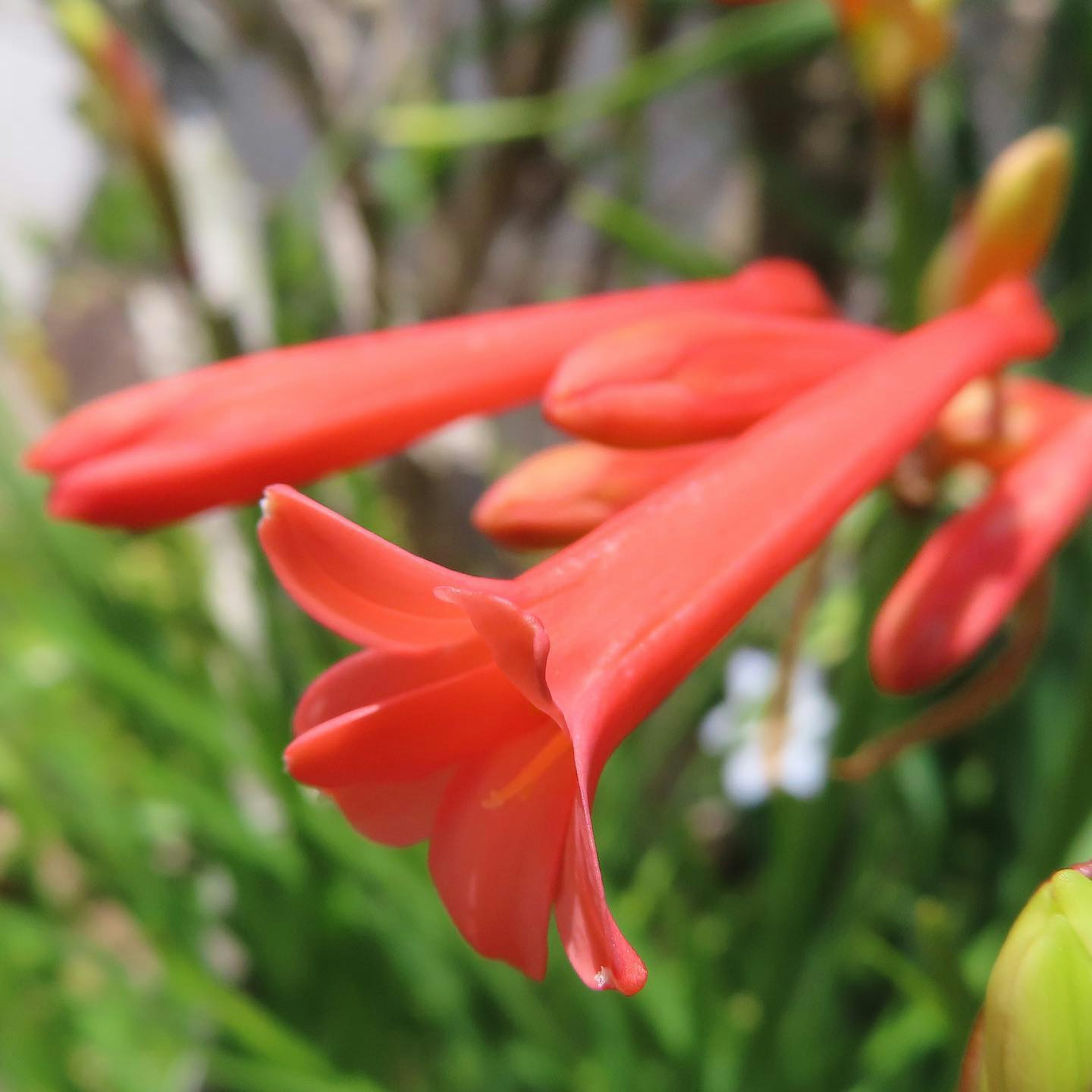 ดอกไม้สีแดงสดบานอยู่ท่ามกลางใบเขียว