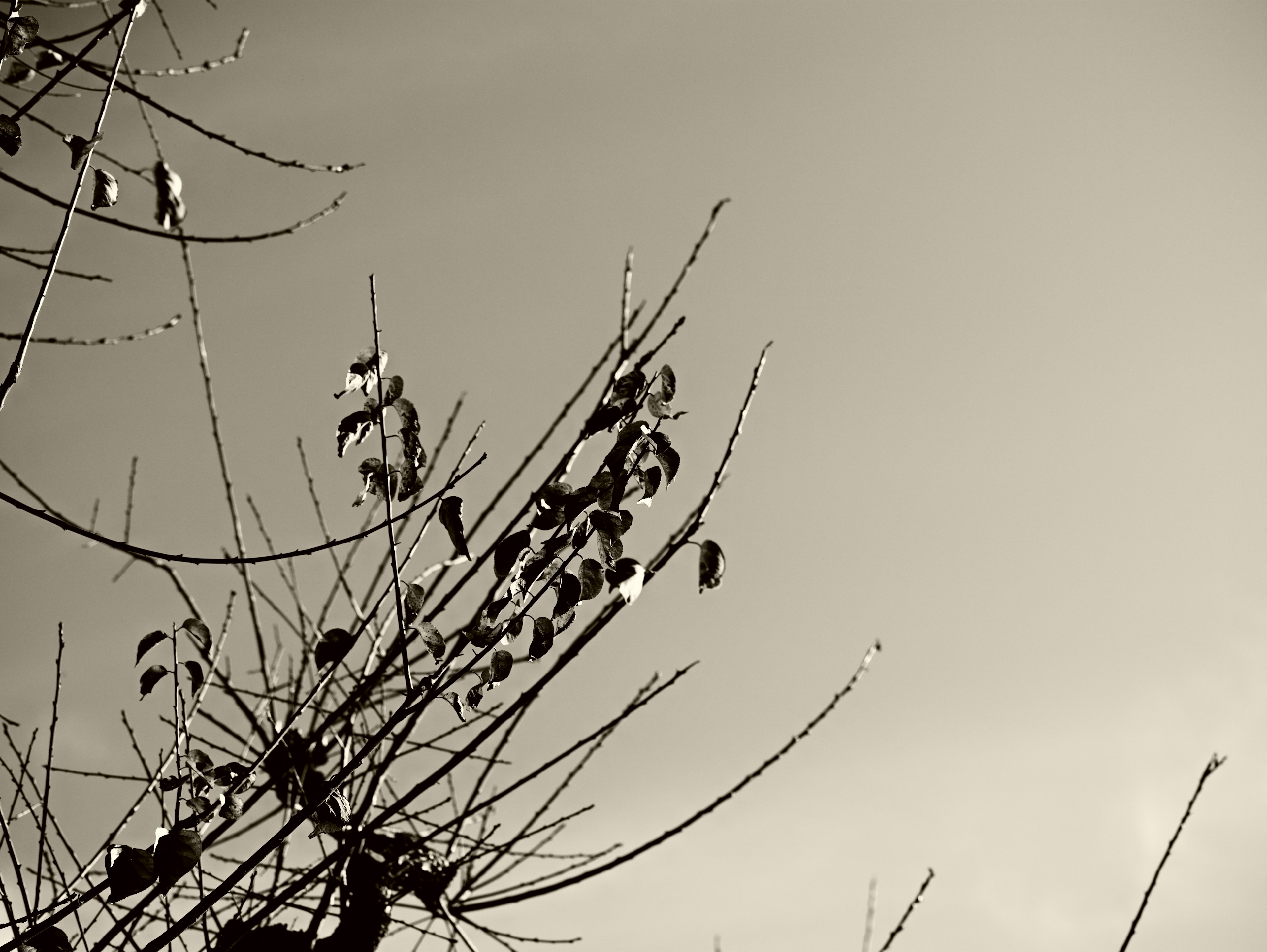 Image en noir et blanc de branches d'arbre et de feuilles contre un ciel gris