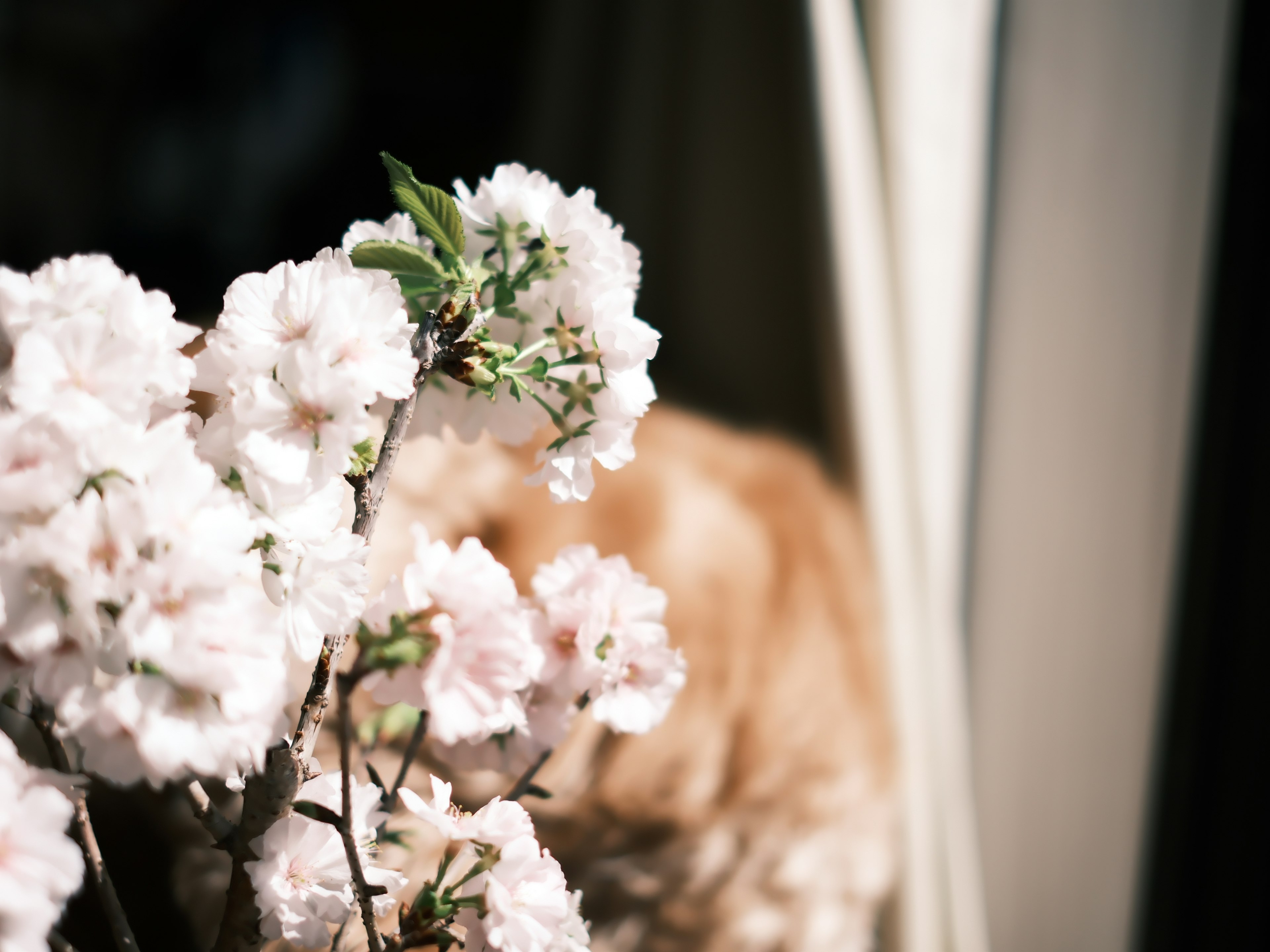 Bunga sakura di jendela dengan anjing di latar belakang