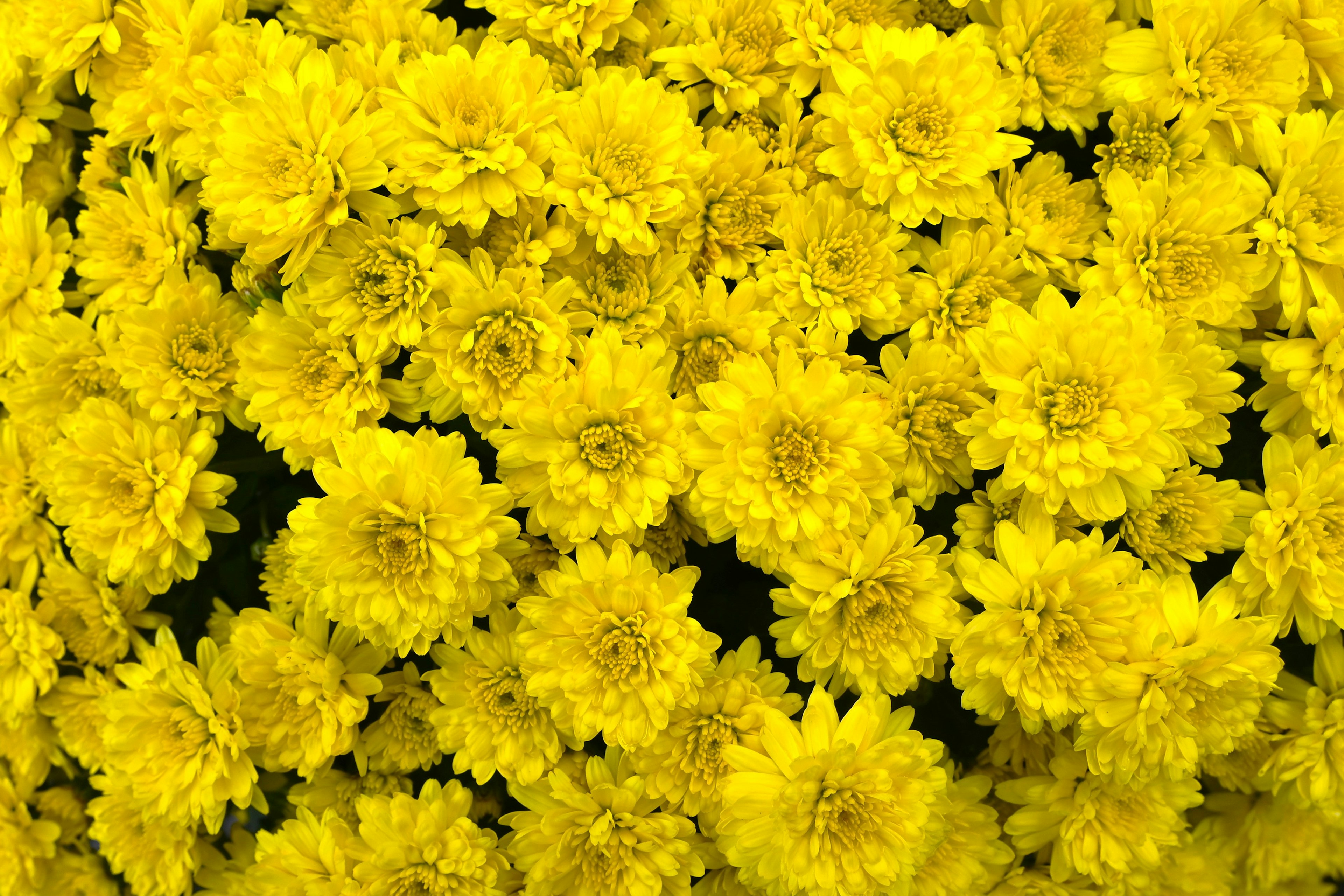 黄色の花が満開の風景