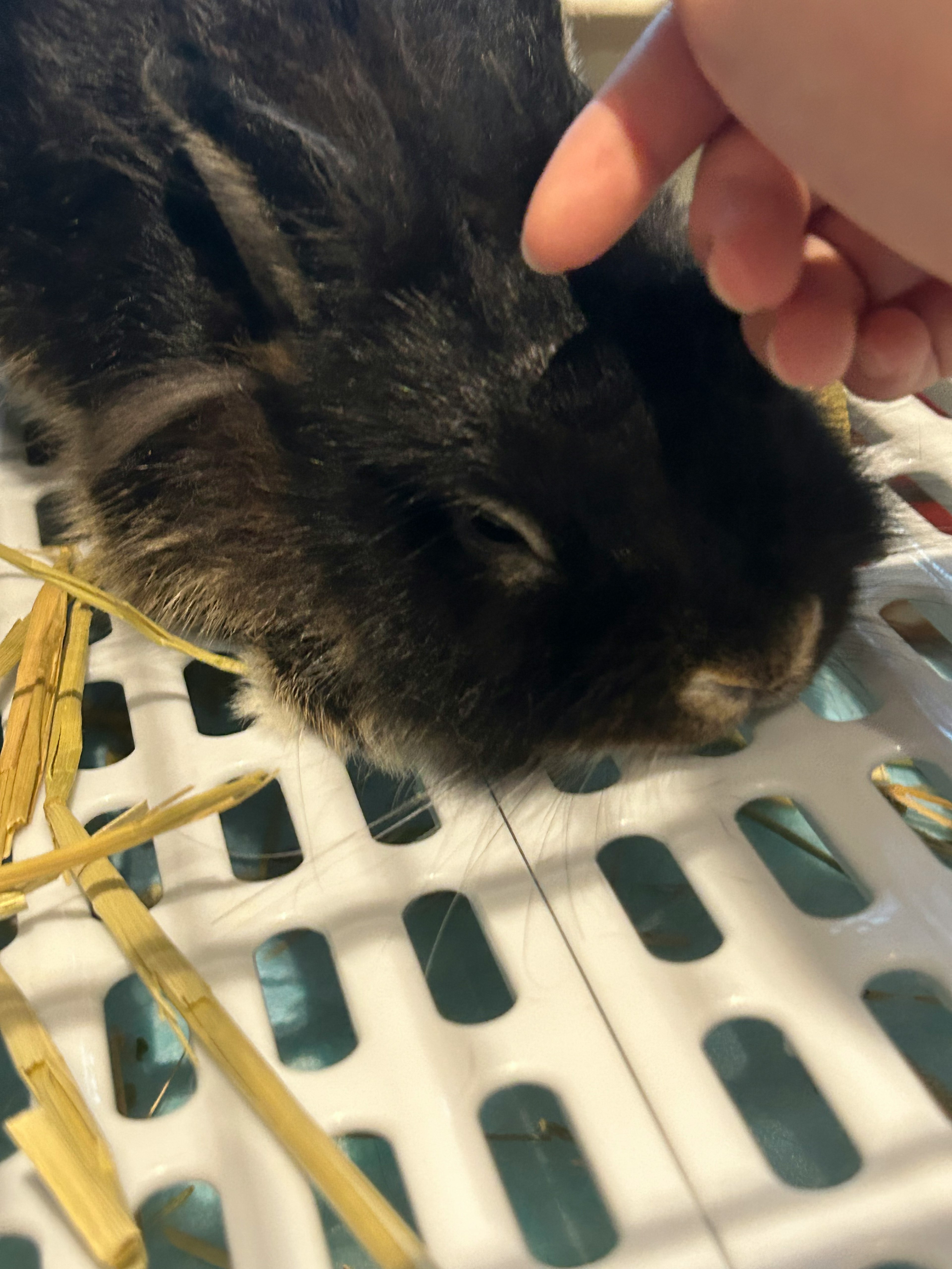 Un conejo negro acariciado por una mano