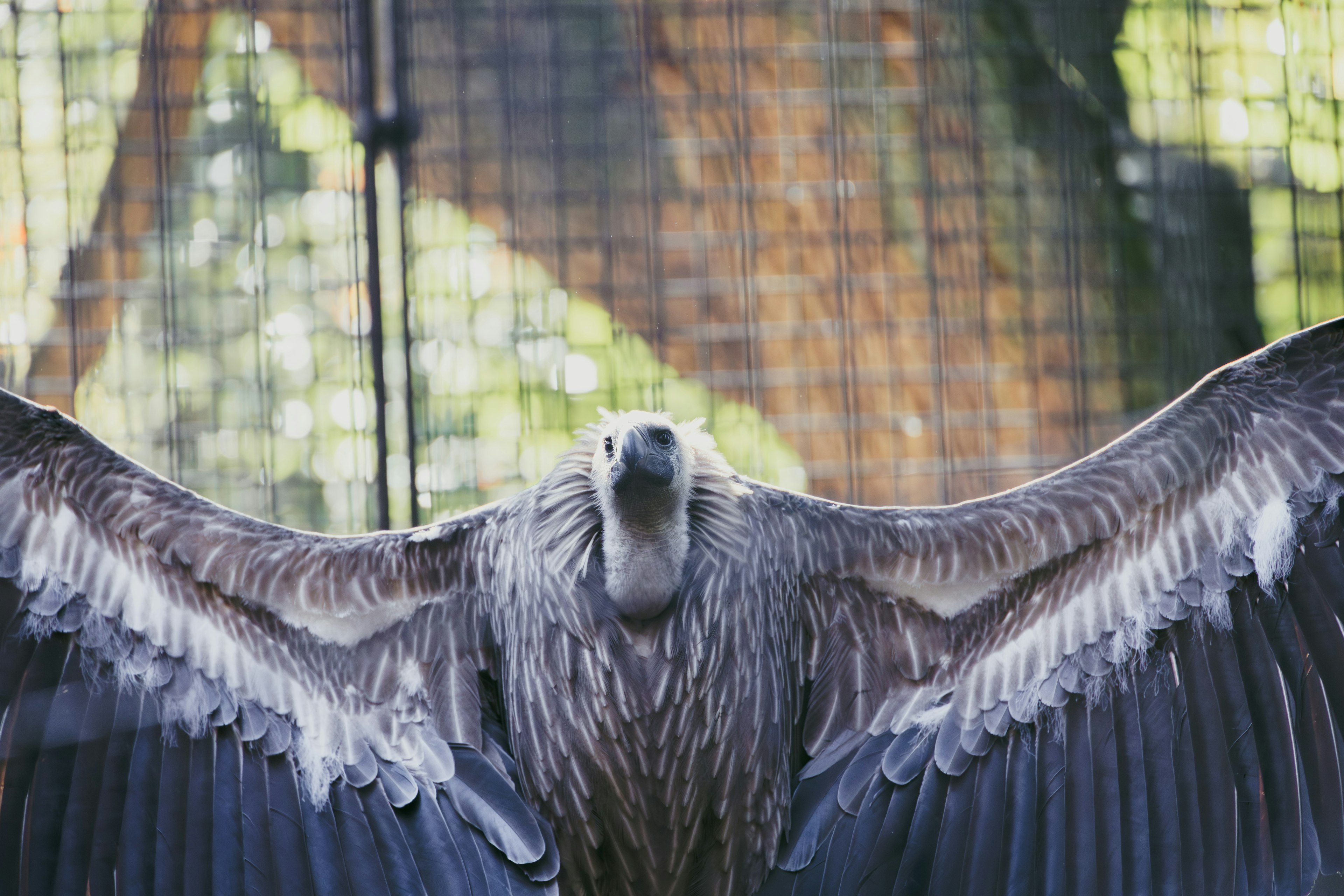 Close-up of a vulture with wings spread out background features a net