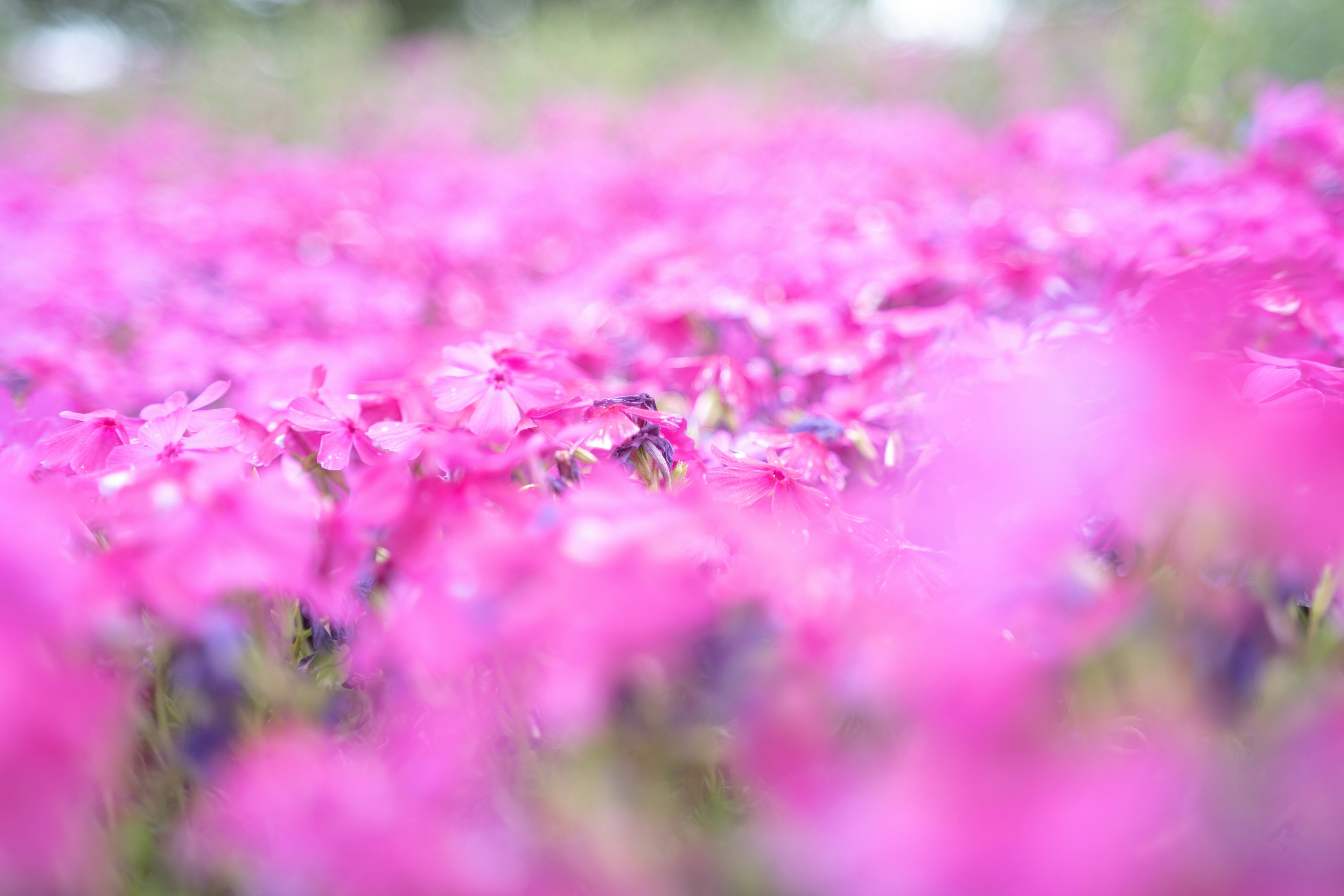 鮮やかなピンクの花が咲き乱れる風景のぼやけた背景