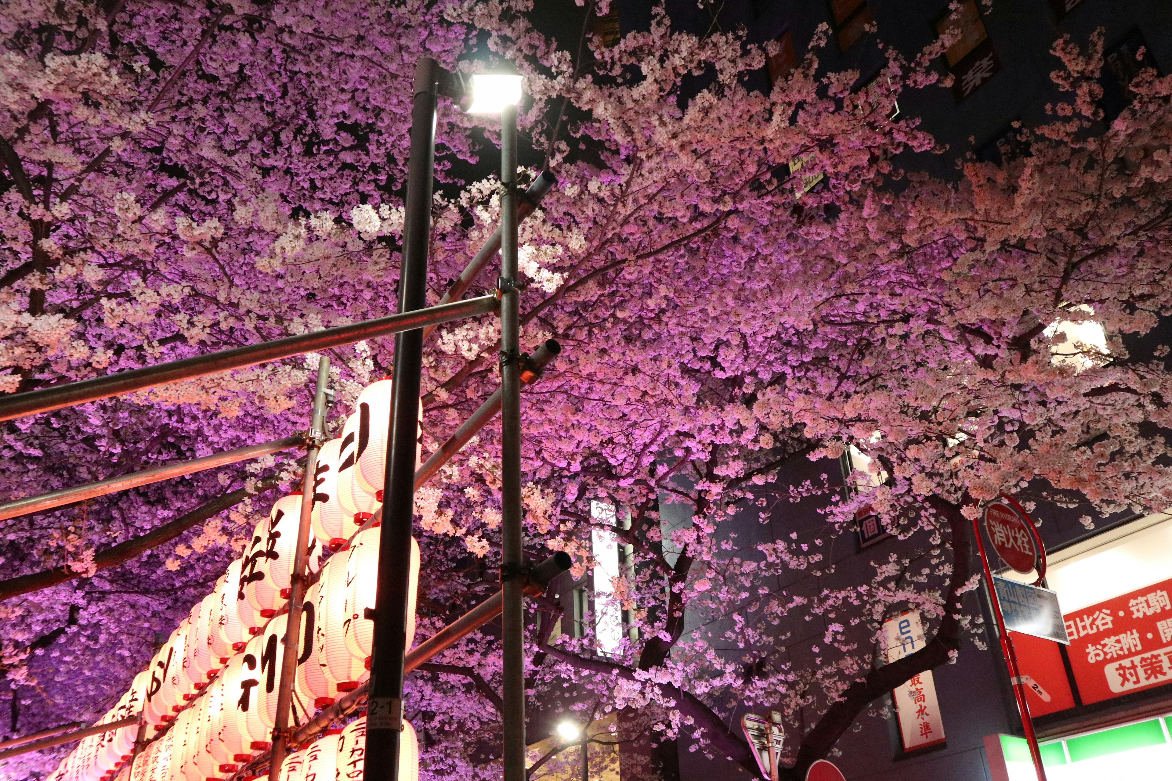 Scène nocturne avec des cerisiers en fleurs illuminés et des panneaux de rue