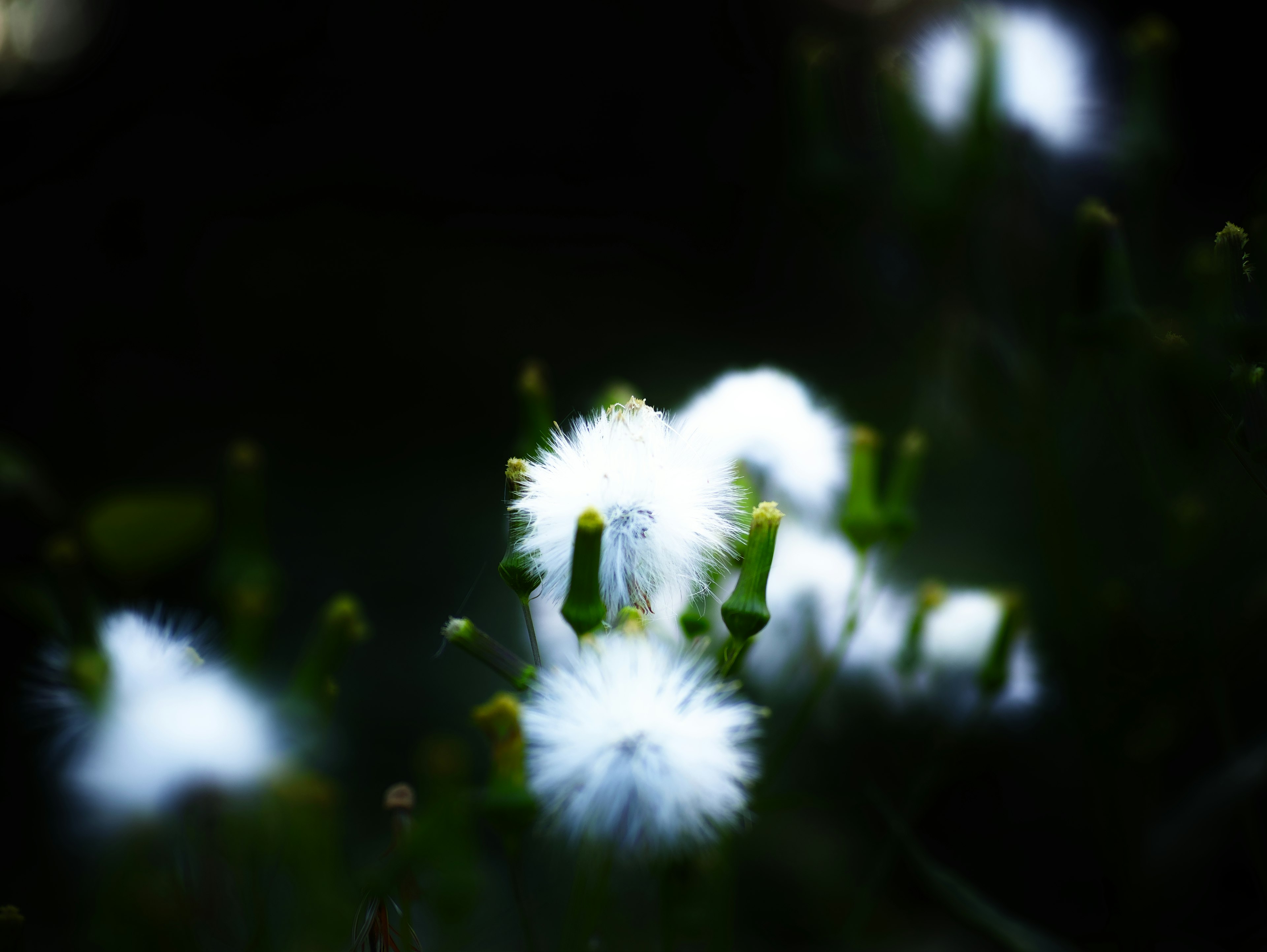 White flowers blooming against a dark background