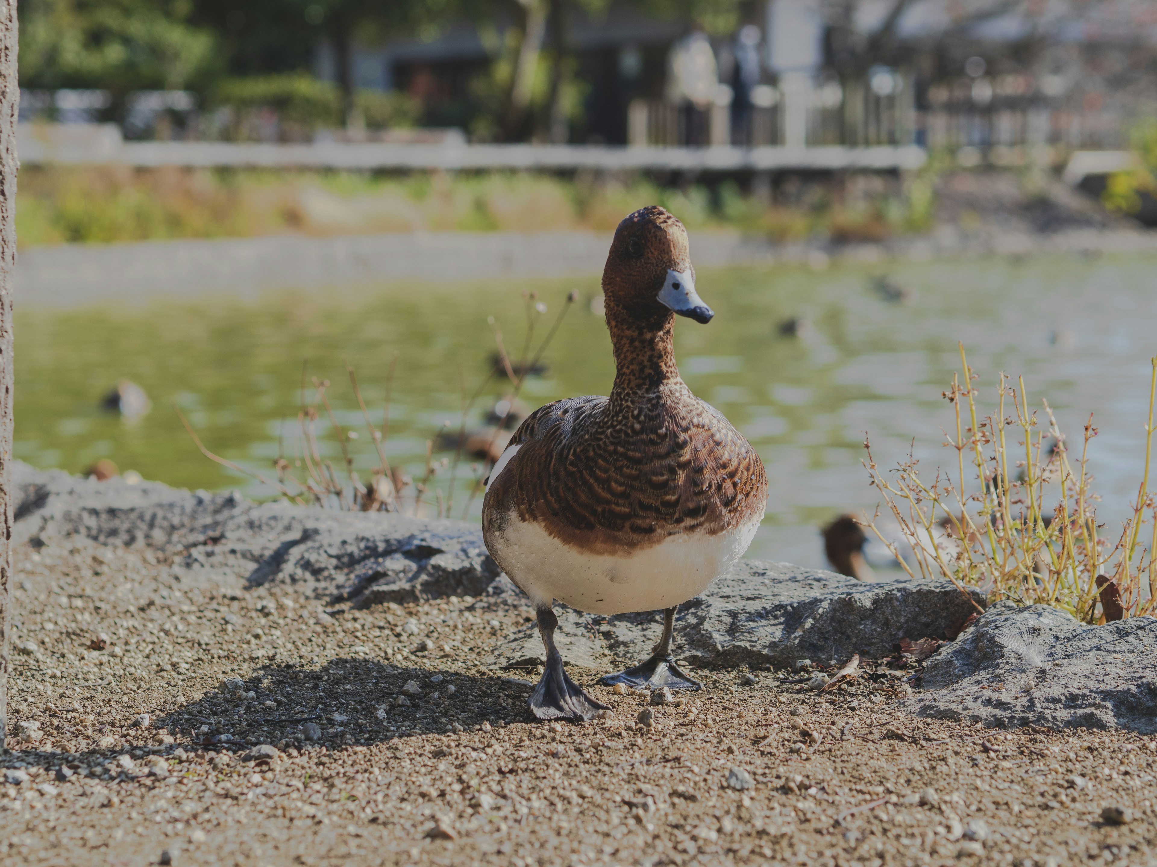 靠近池塘的棕色水鳥