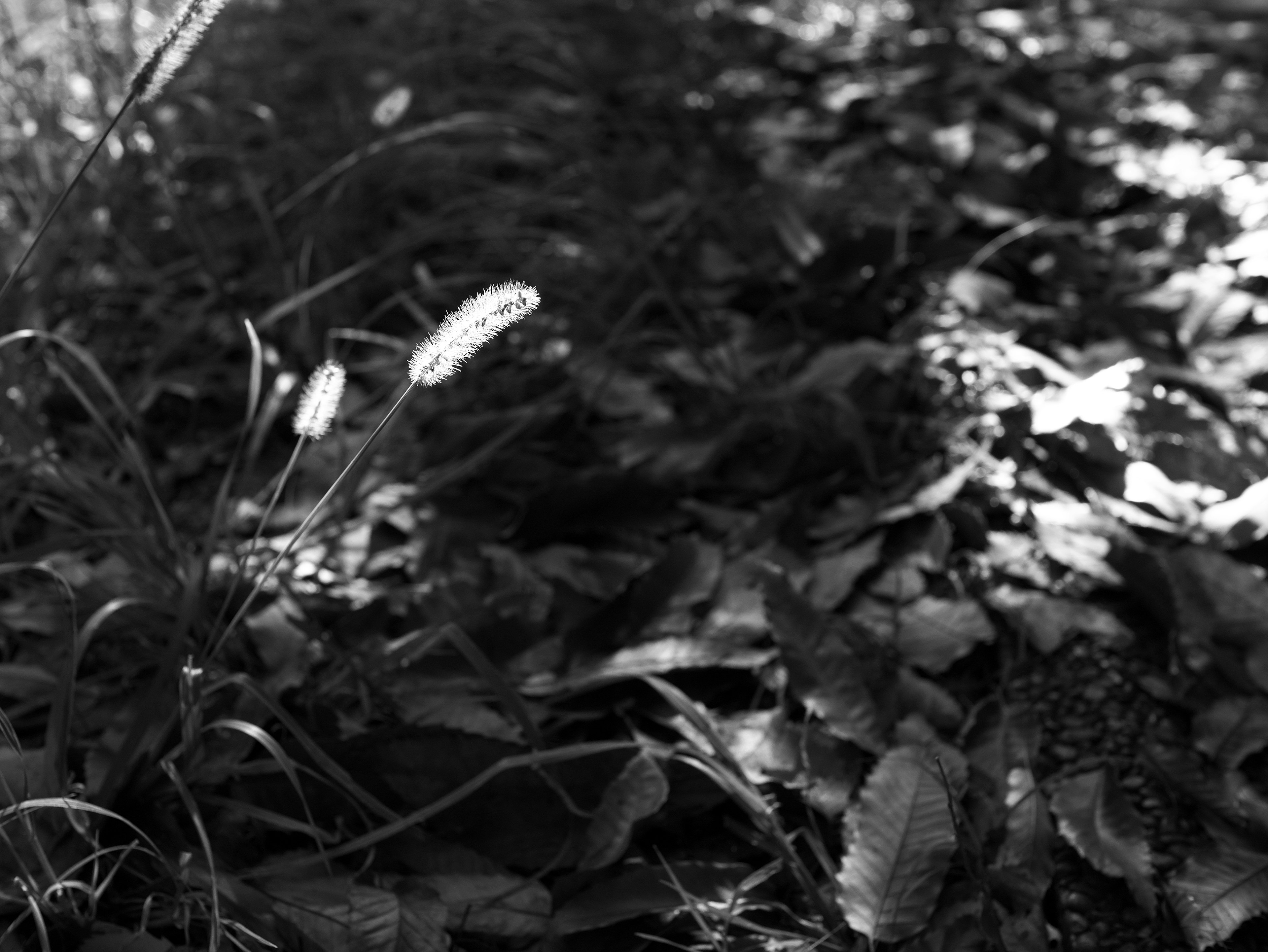 Black and white image focusing on leaves and grass