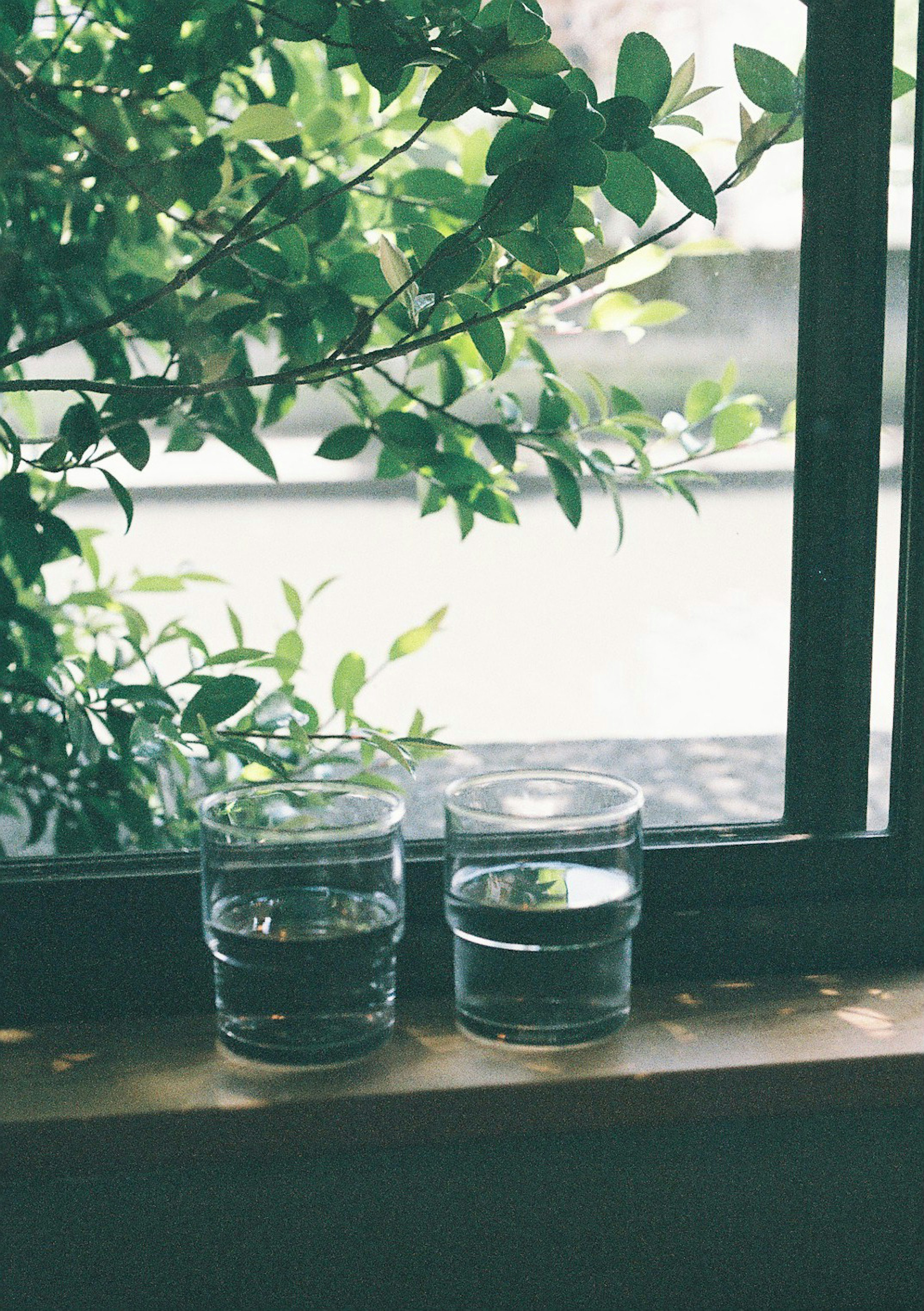 Two glasses of water on a windowsill surrounded by green leaves