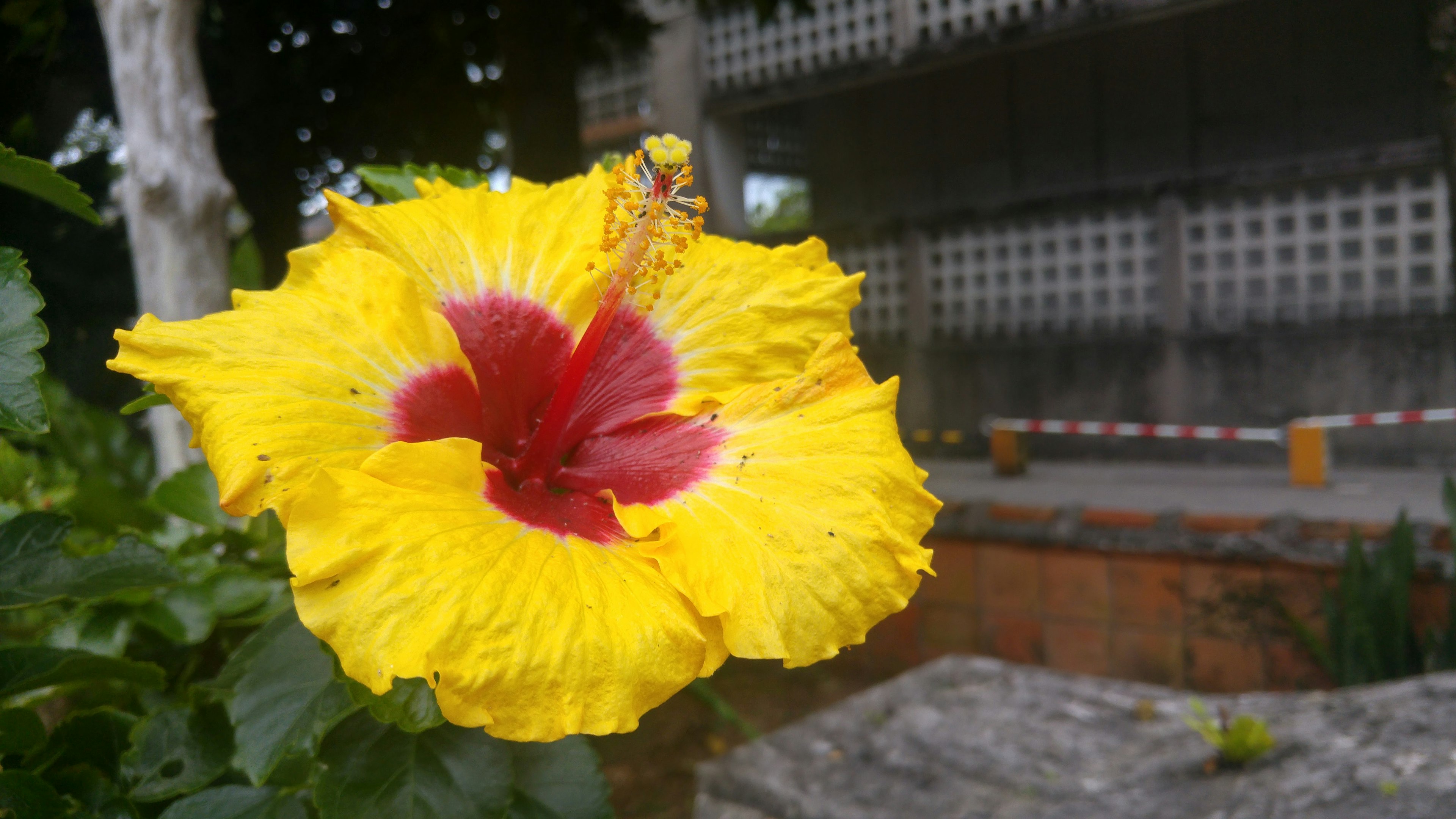 鮮やかな黄色のハイビスカスの花と赤い中心