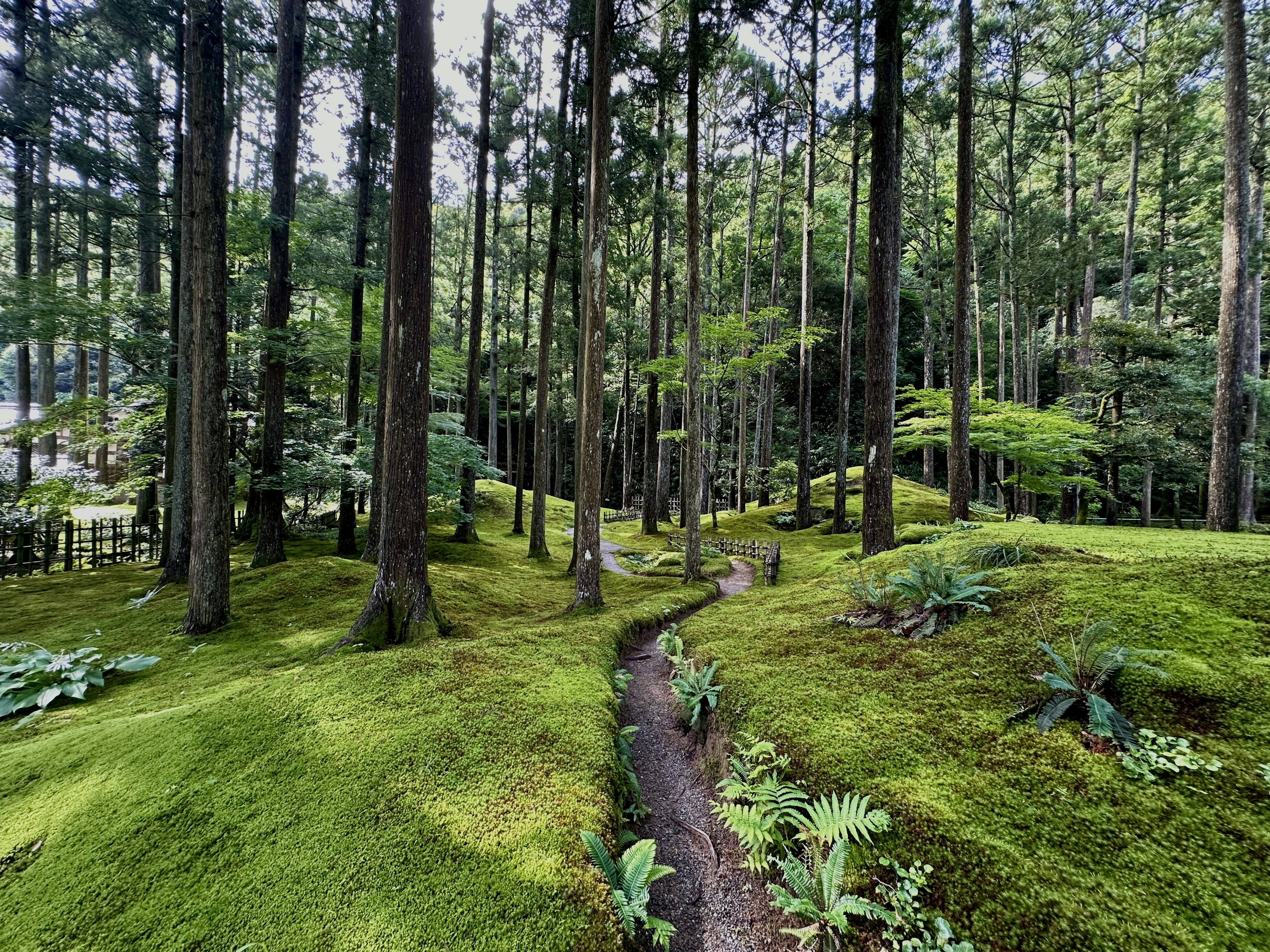 緑の苔に覆われた森の中の小道が続いている風景