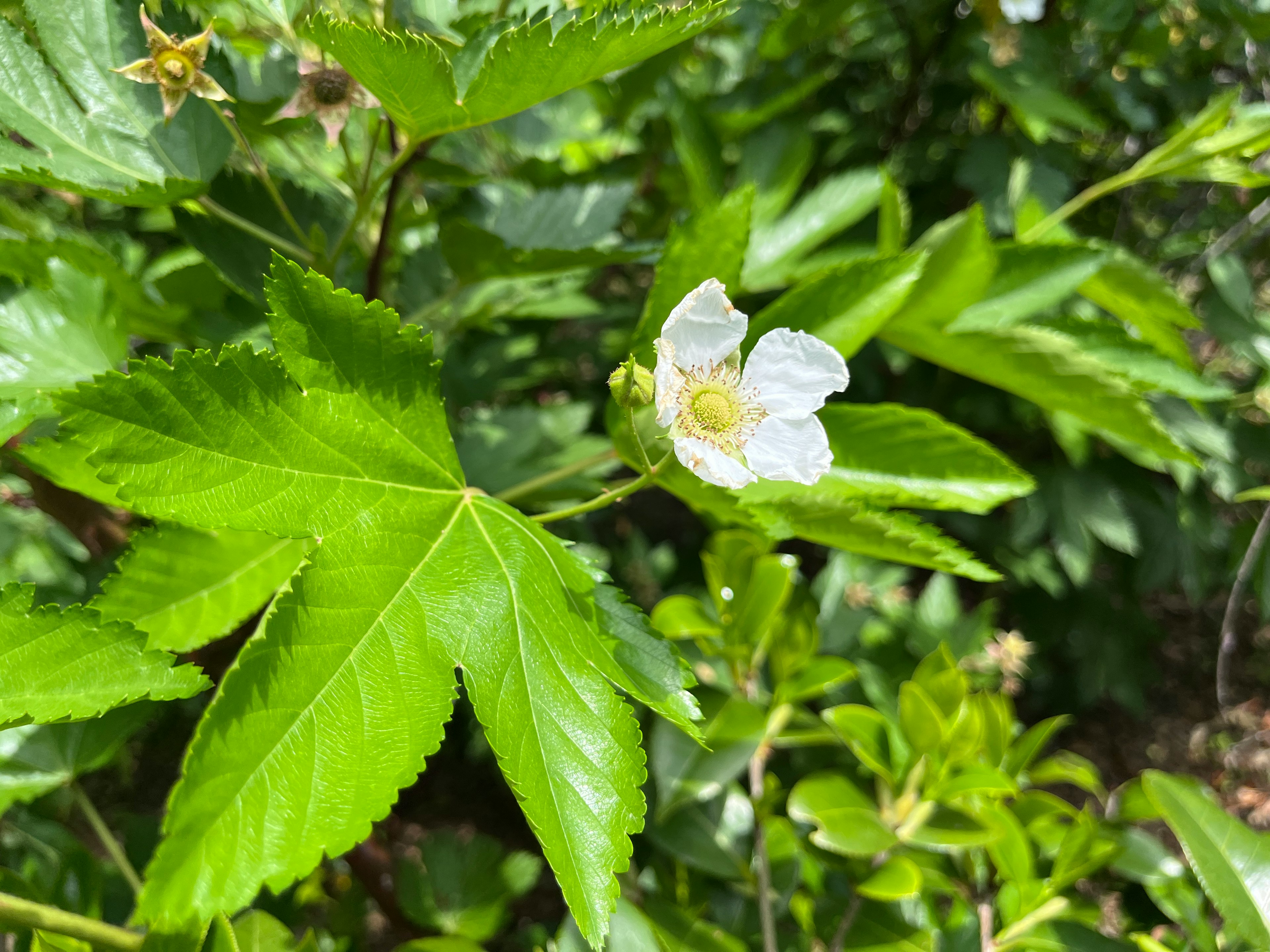 Gros plan d'une plante avec des feuilles vertes et une fleur blanche