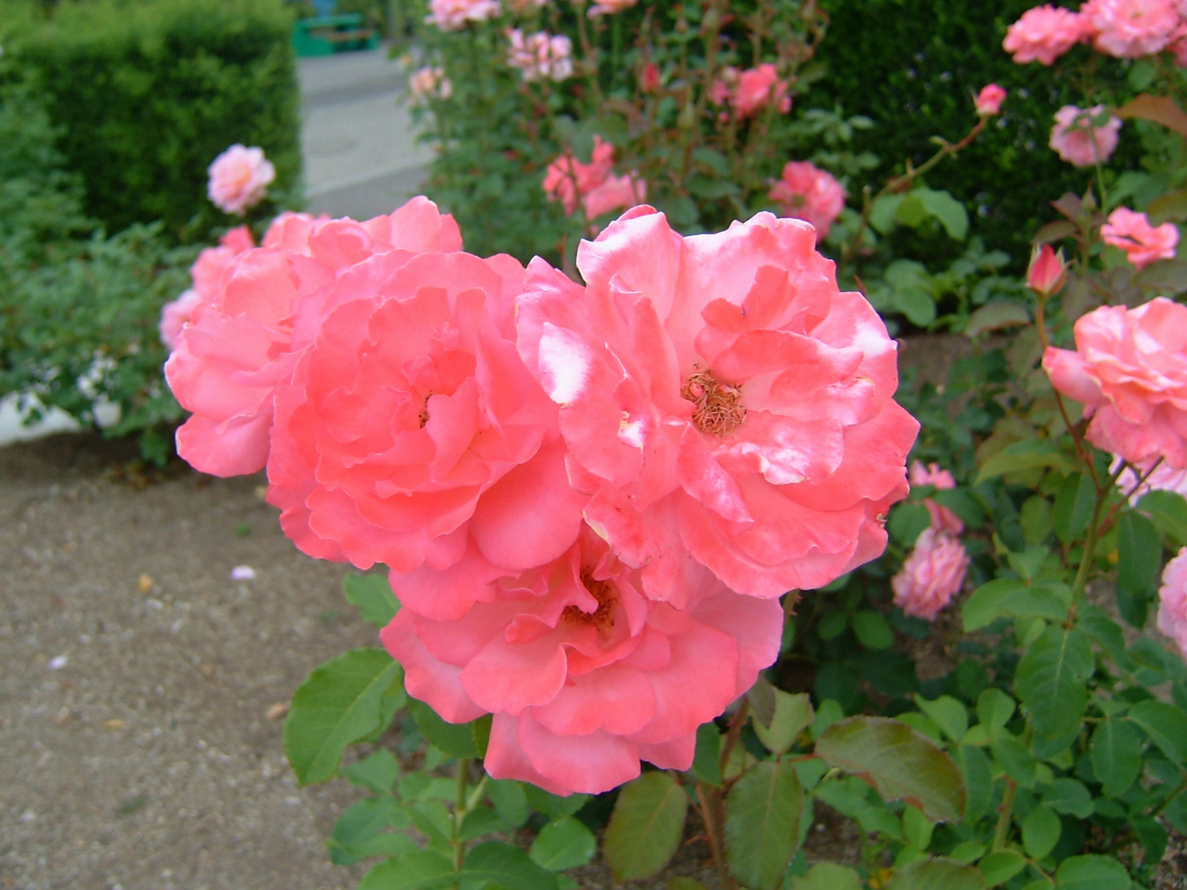 Vibrante rosa Blumen blühen in einem Gartenbeet