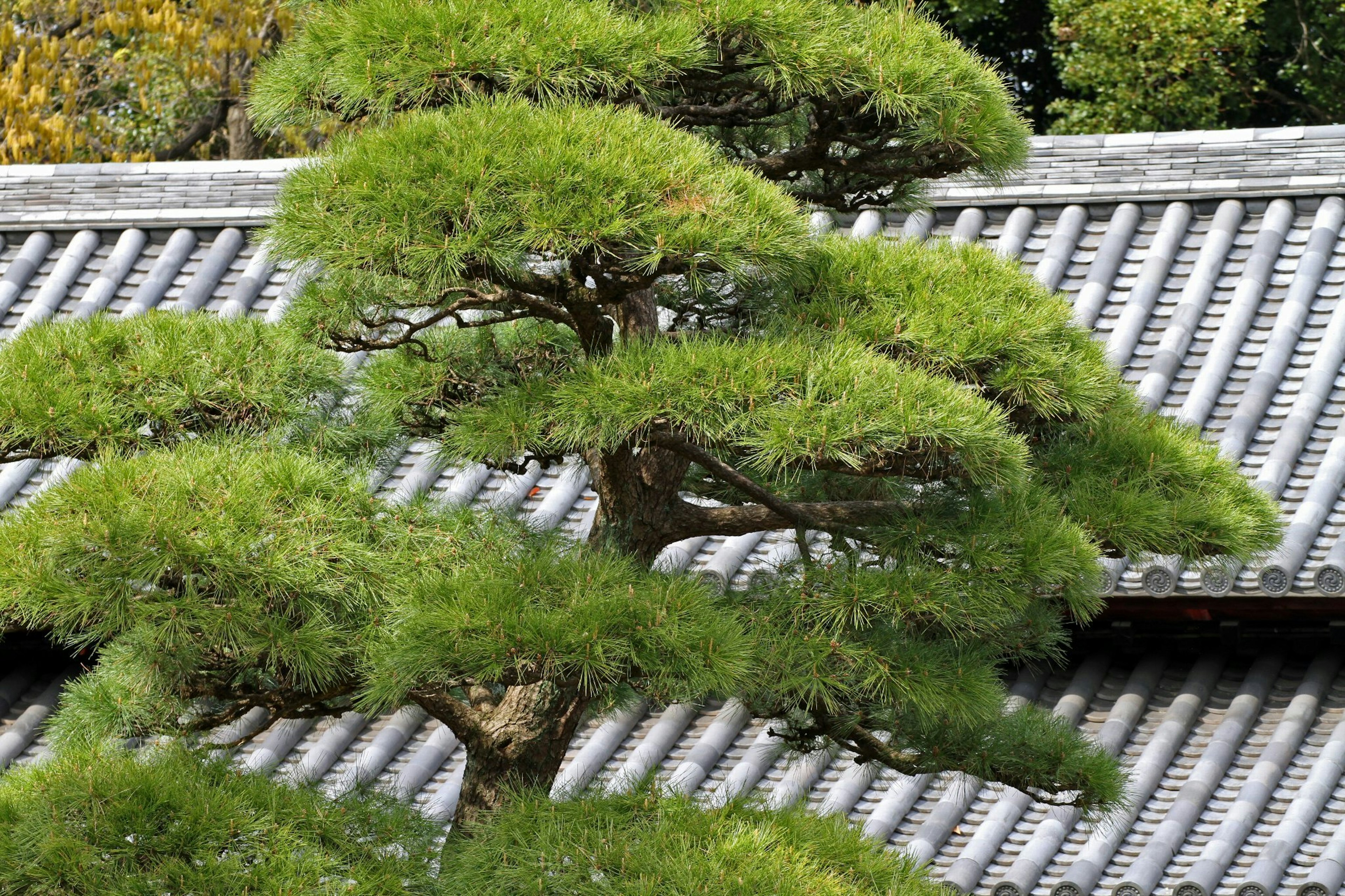 Pohon pinus hijau di atas atap tradisional