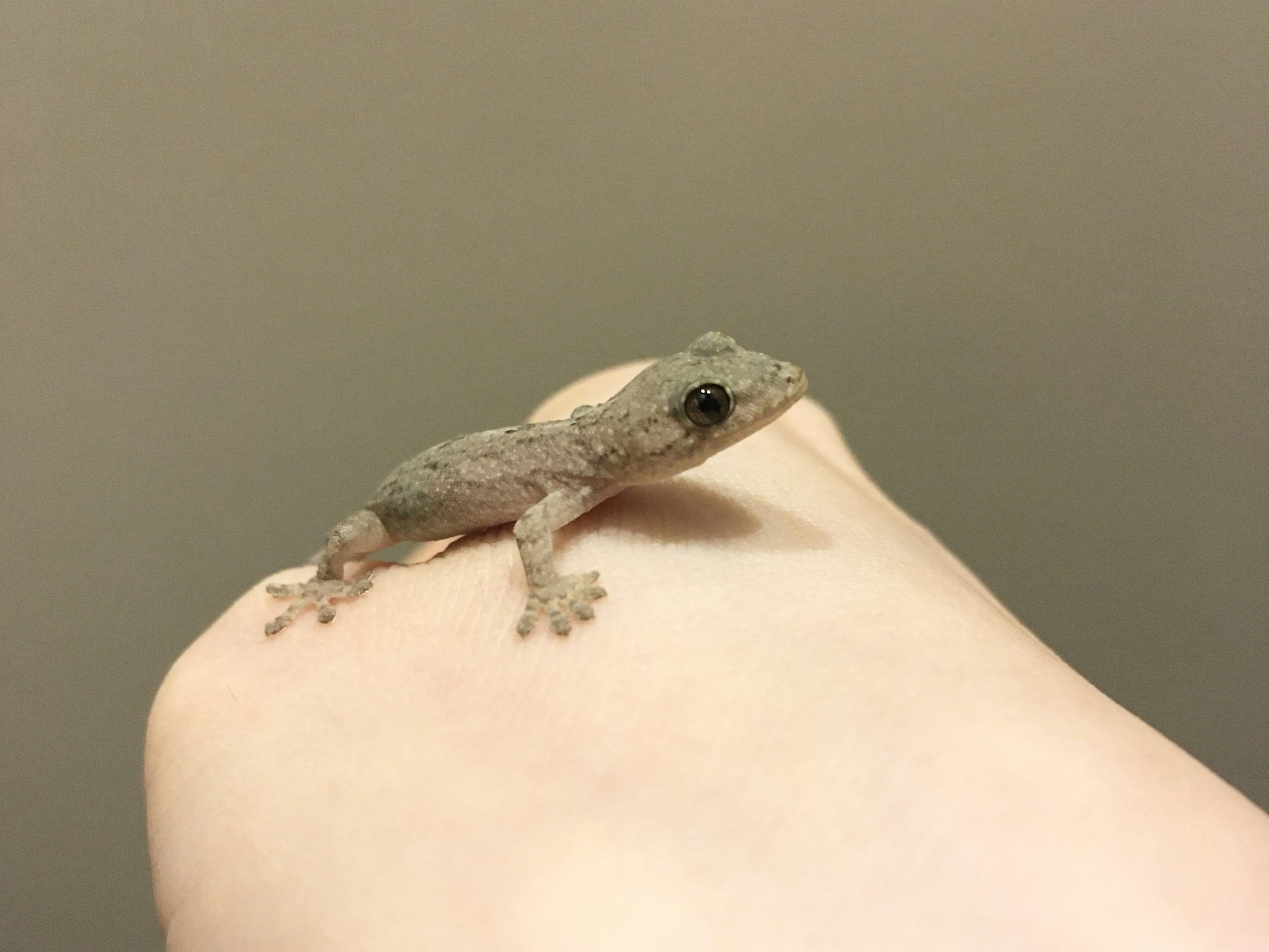 Primer plano de un pequeño lagarto en una mano