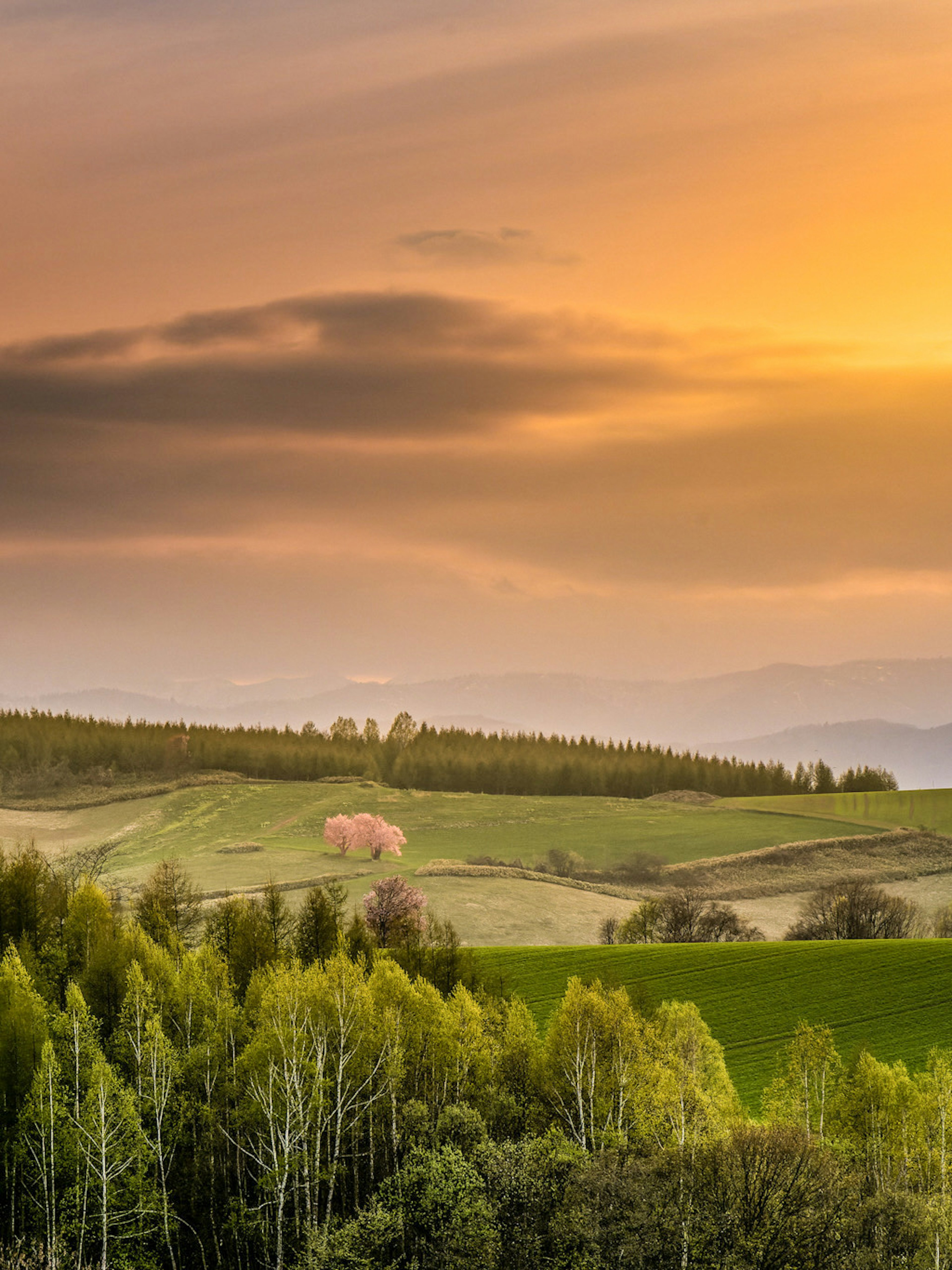 Schöne Sonnenuntergangslandschaft mit grünen Hügeln und Bäumen mit einem rosa blühenden Baum