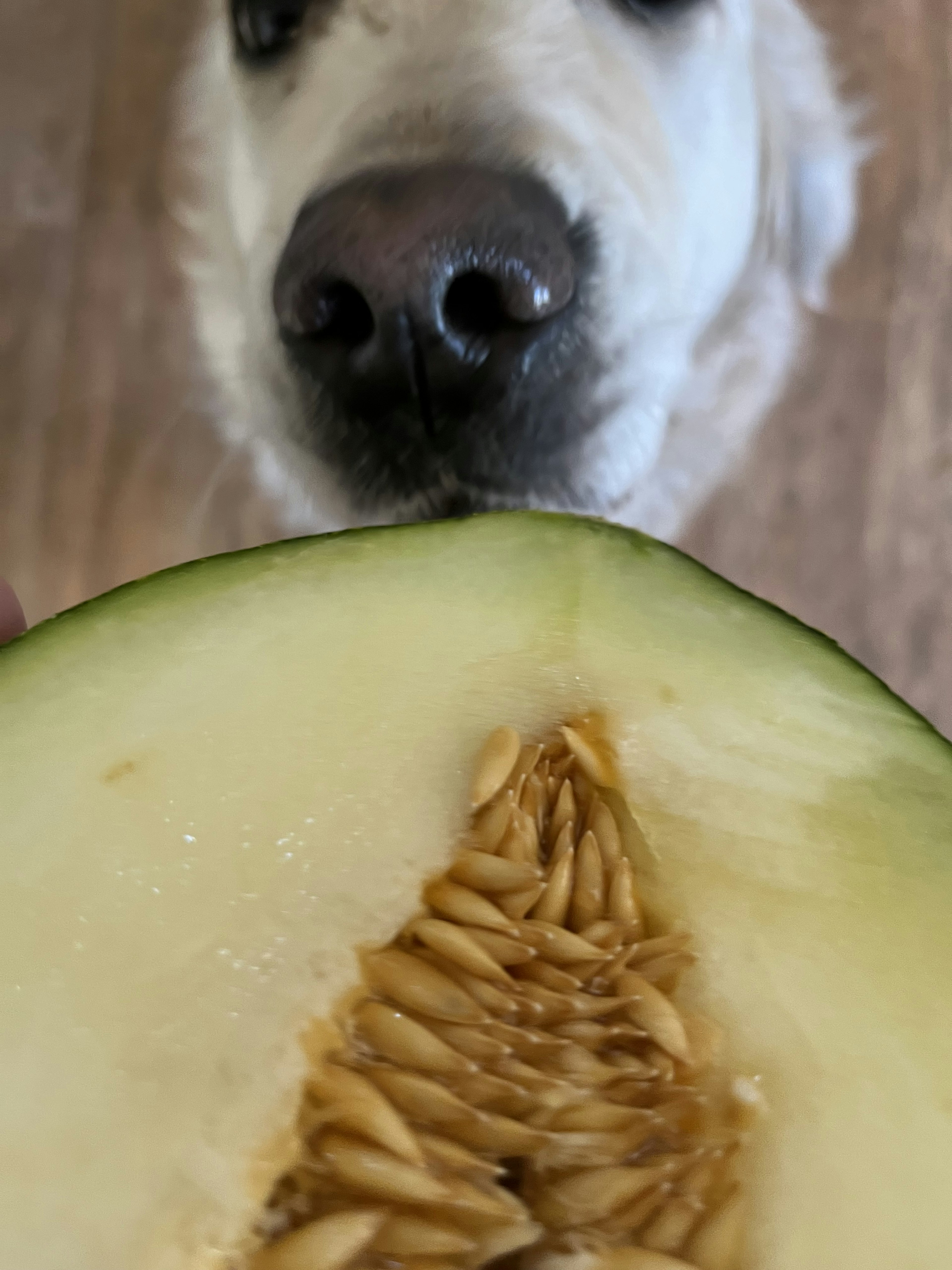 A dog looking at a cut melon with visible seeds