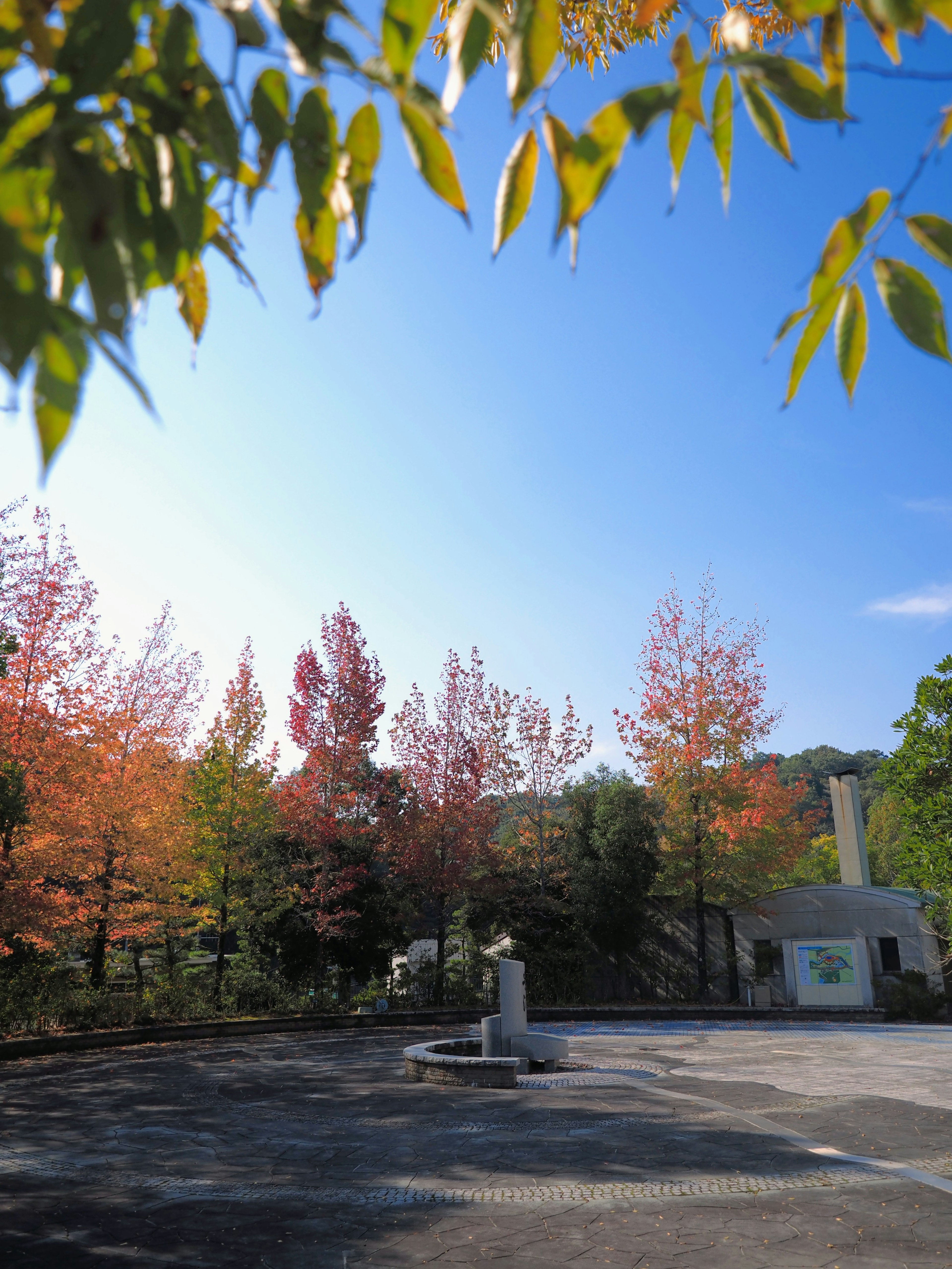 Beautiful landscape with colorful trees and blue sky