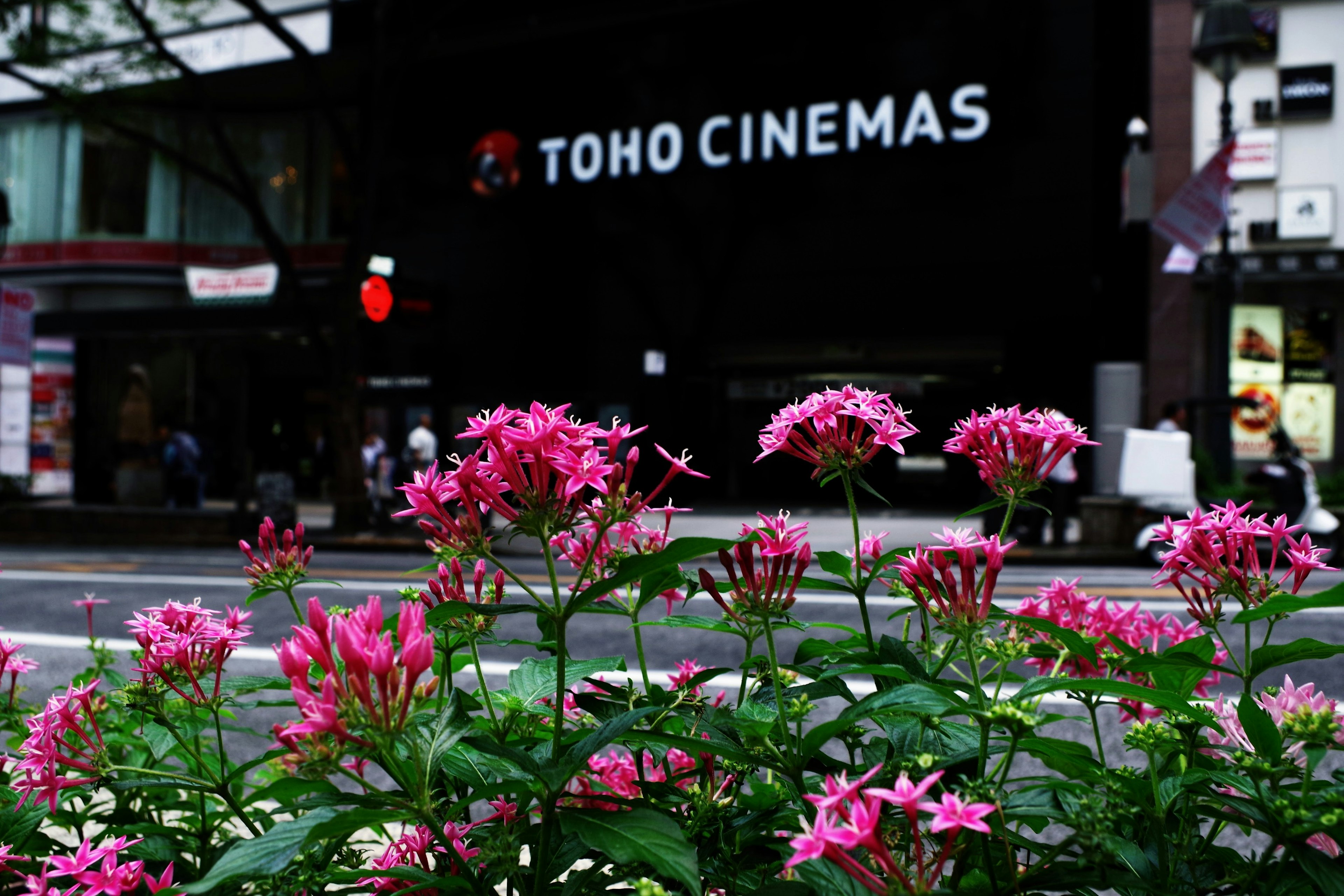 Vista de la señal de TOHO CINEMAS con flores rosas en primer plano