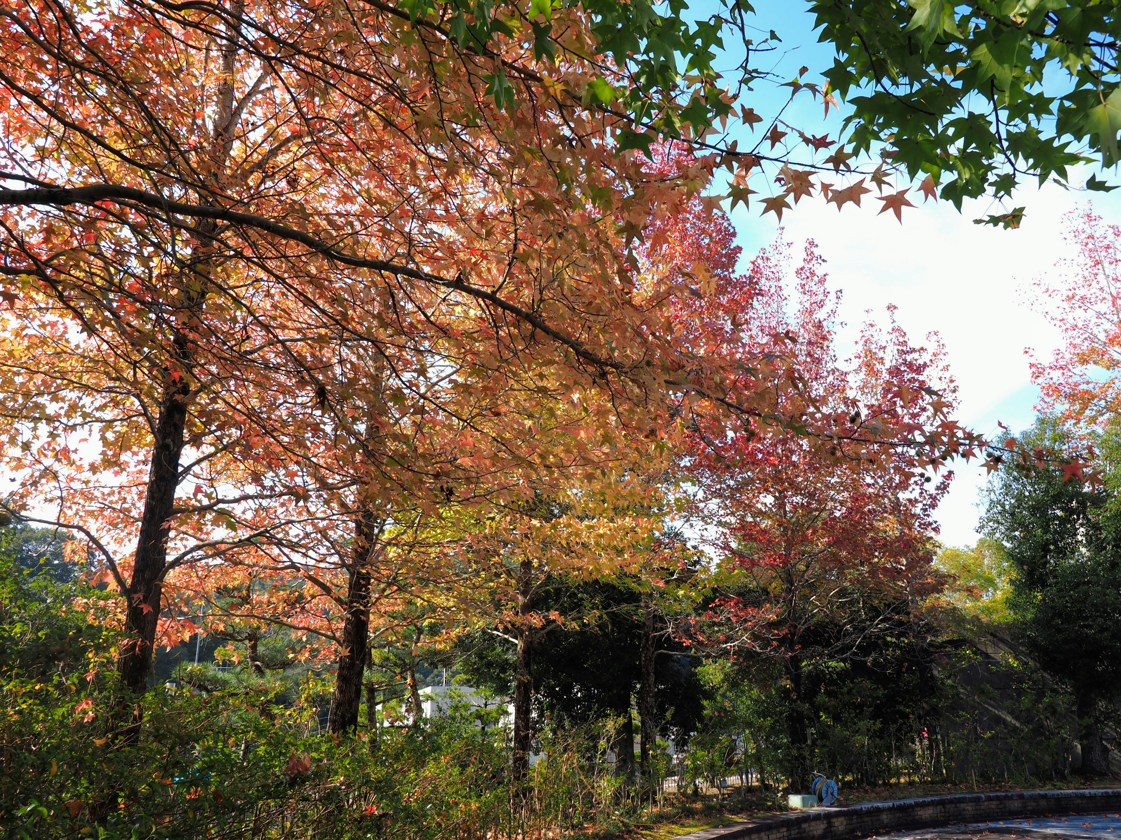 Vue de parc pittoresque avec un feuillage d'automne vibrant