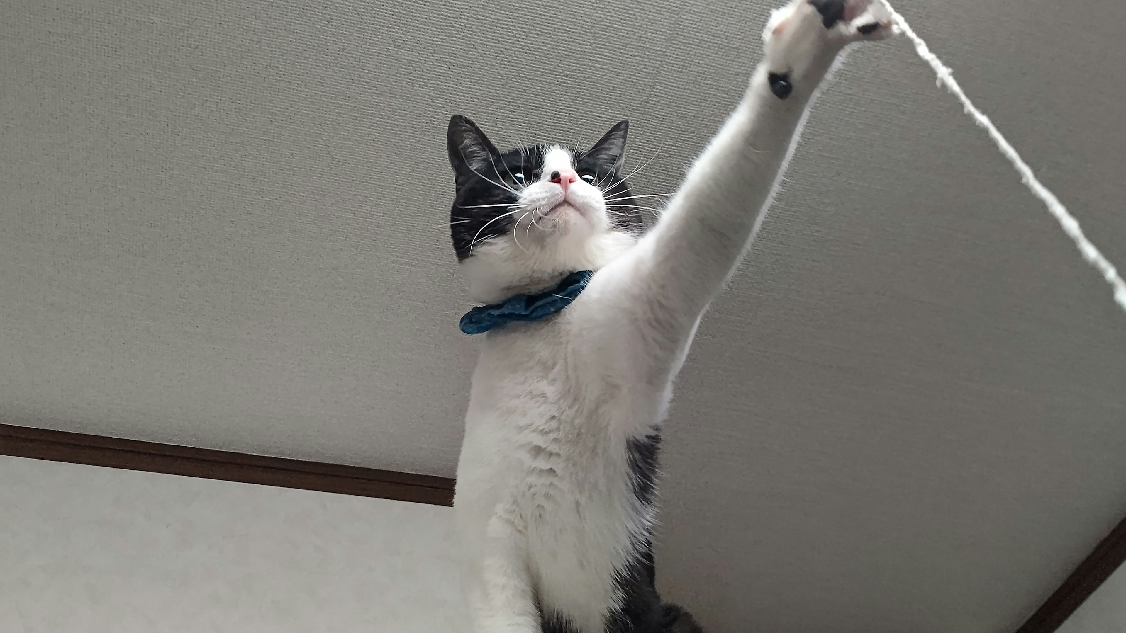 Black and white cat wearing a blue collar pulling a rope