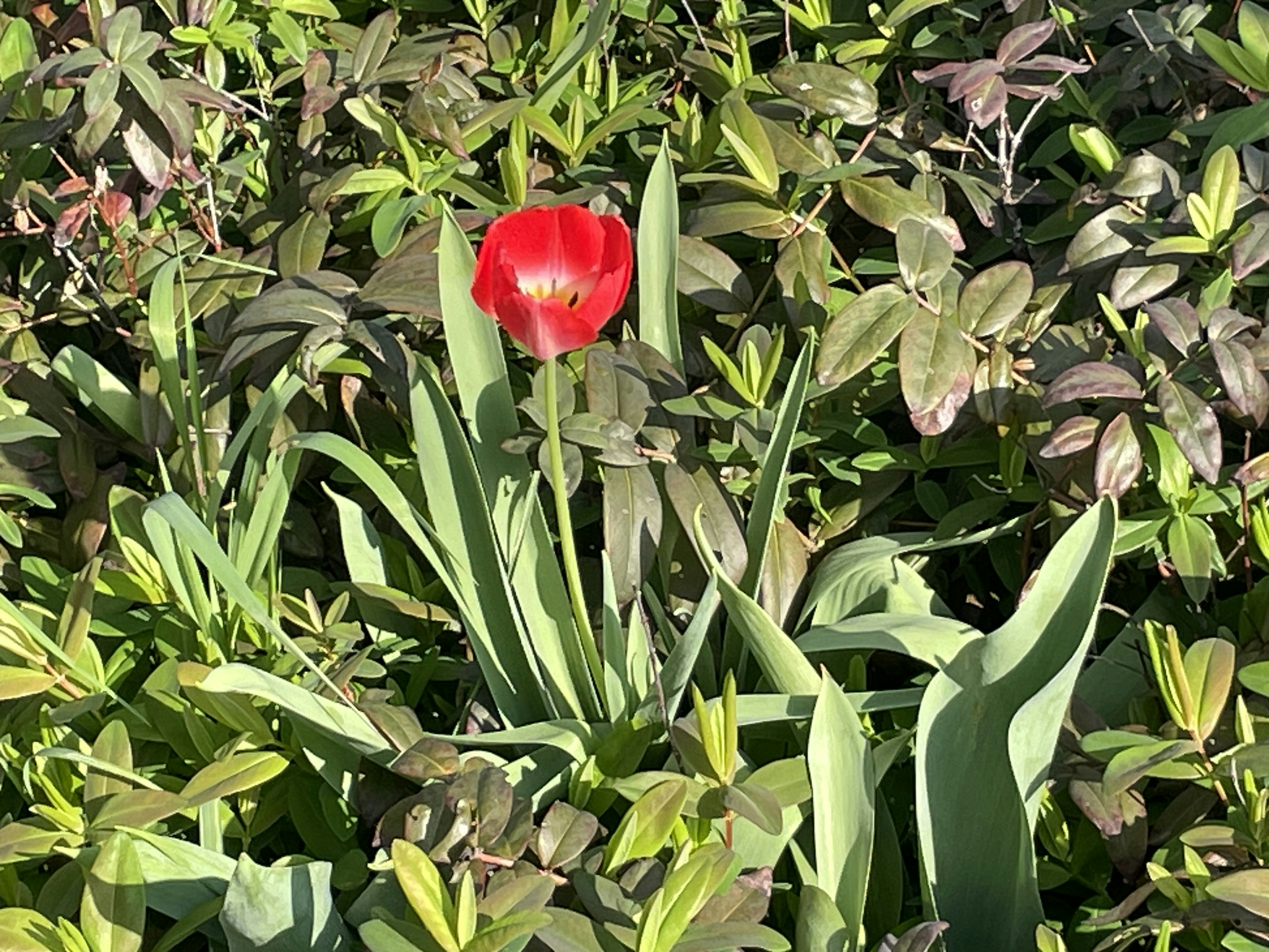 Sebuah tulip merah dikelilingi oleh daun hijau