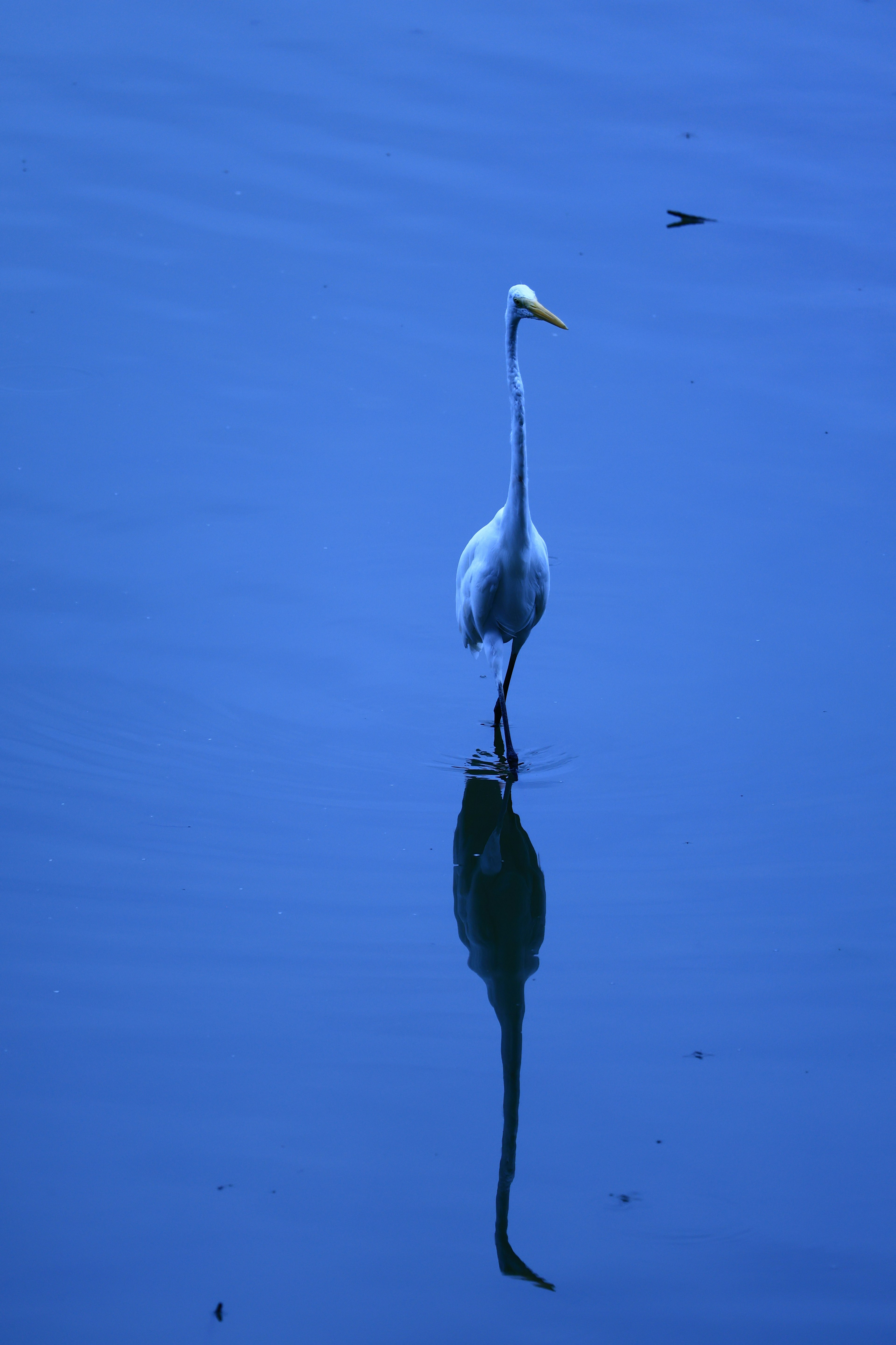 Seekor burung heron berdiri di atas permukaan air biru dengan pantulannya