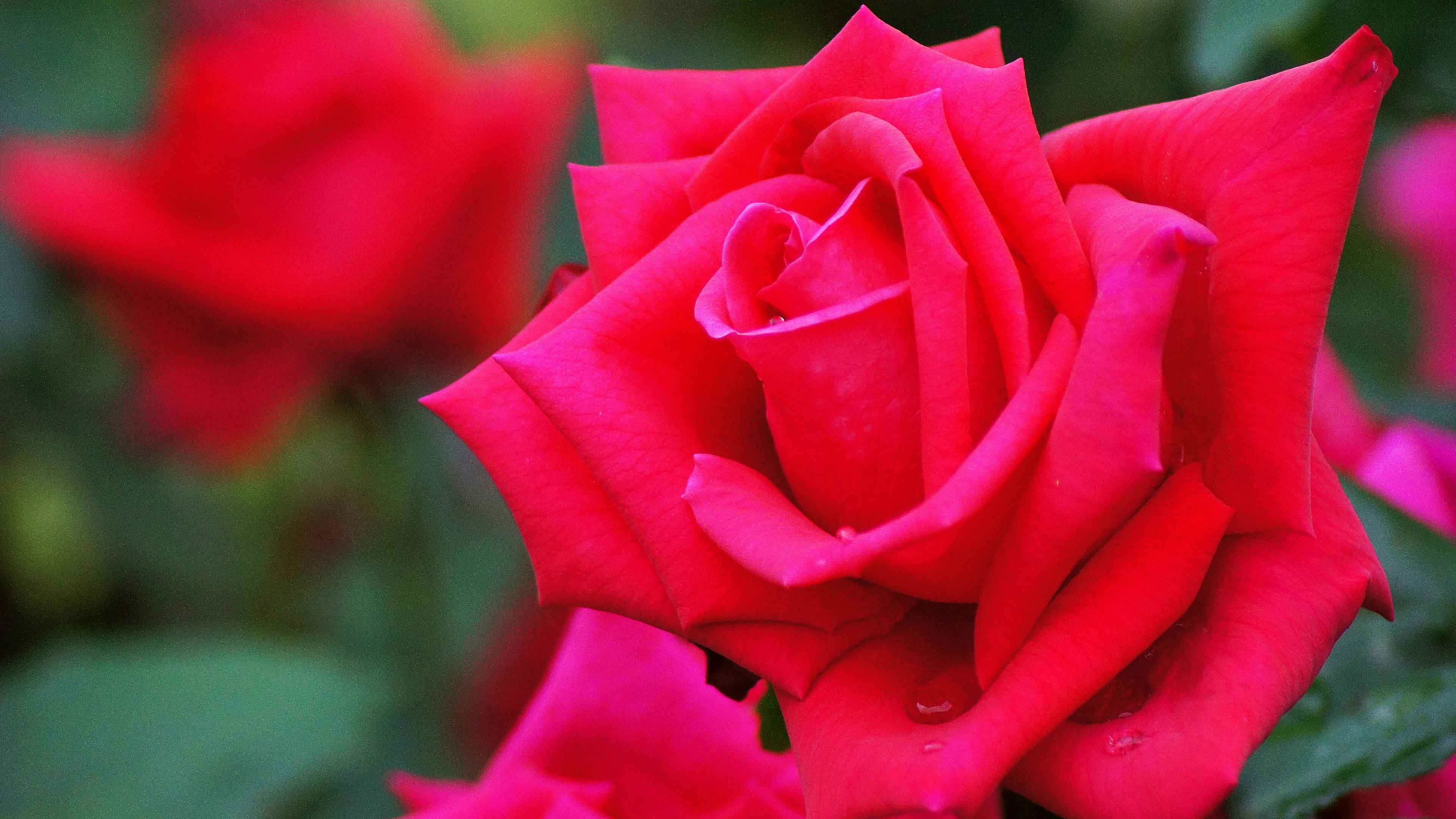 Immagine bella di petali di rosa rossa vibrante sovrapposti