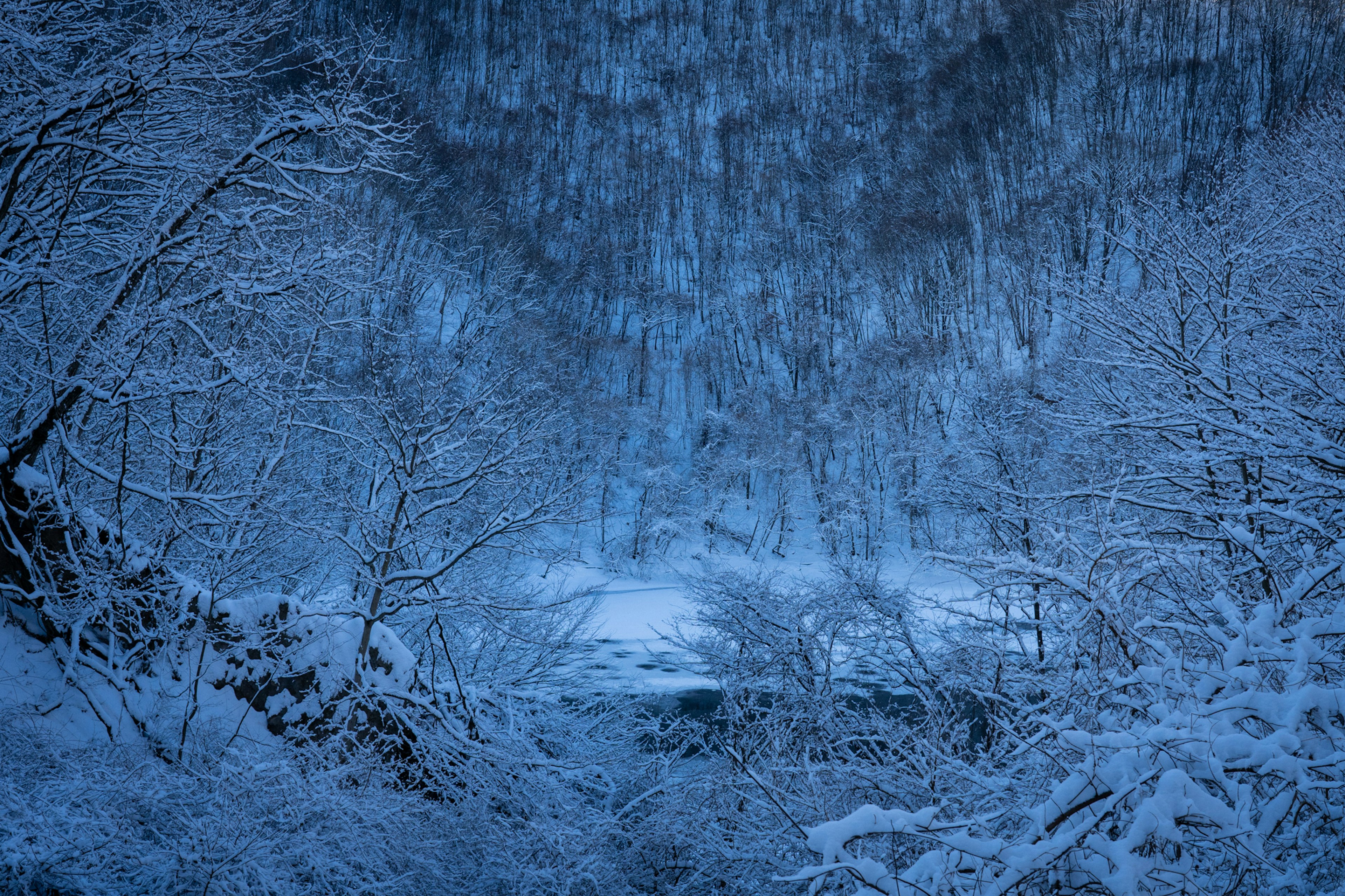 雪に覆われた森の青い風景