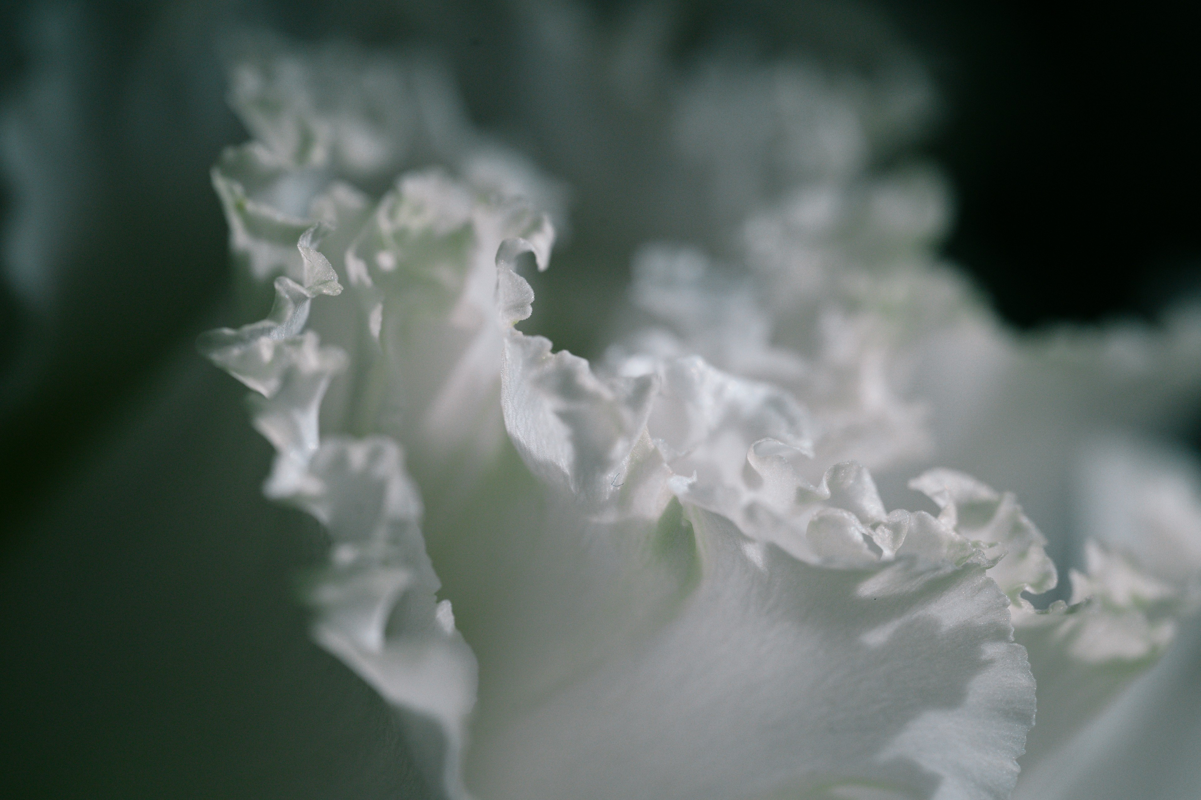 Primo piano di petali di fiori bianchi con bordi arricciati e texture morbida